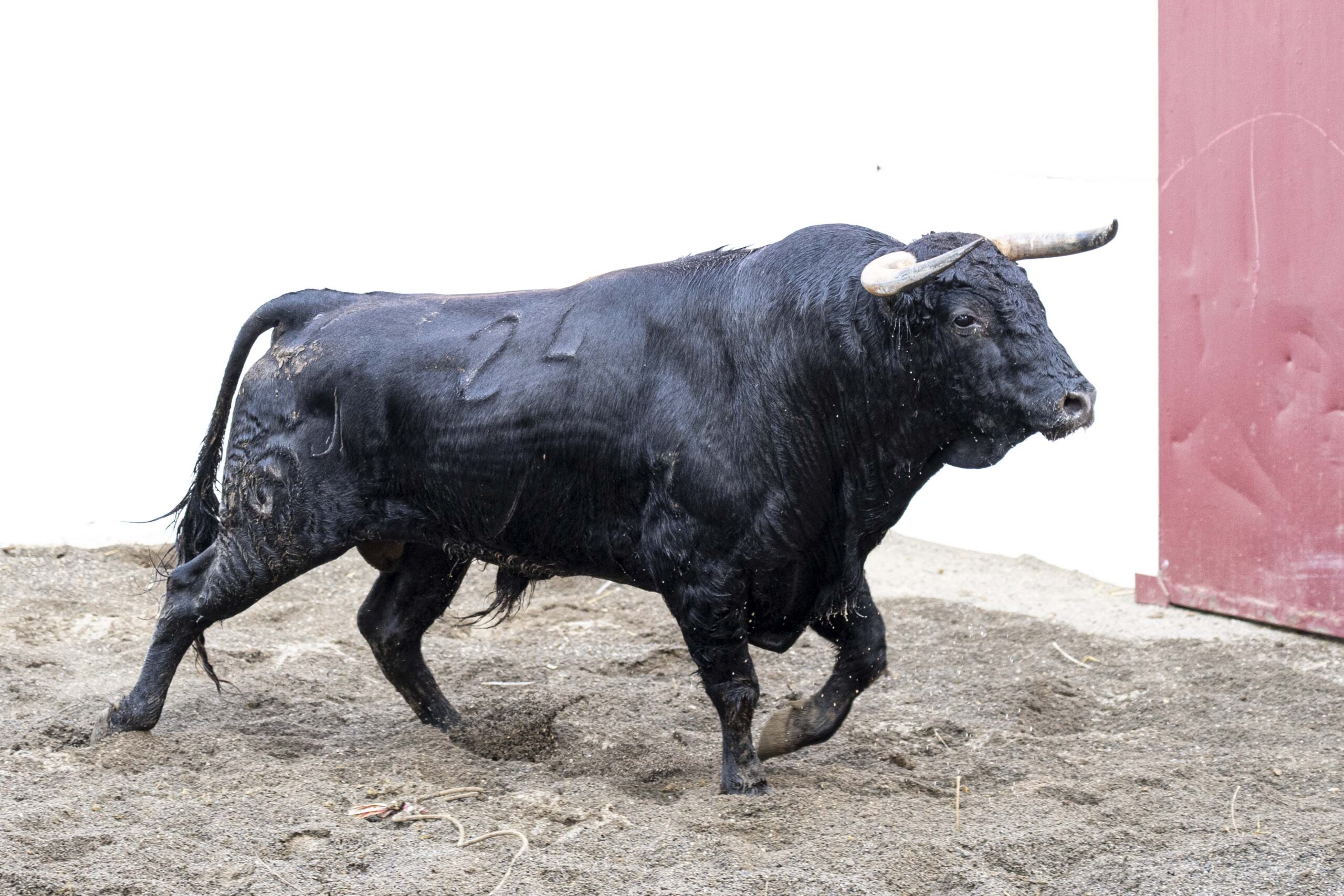 7.º Heráldico