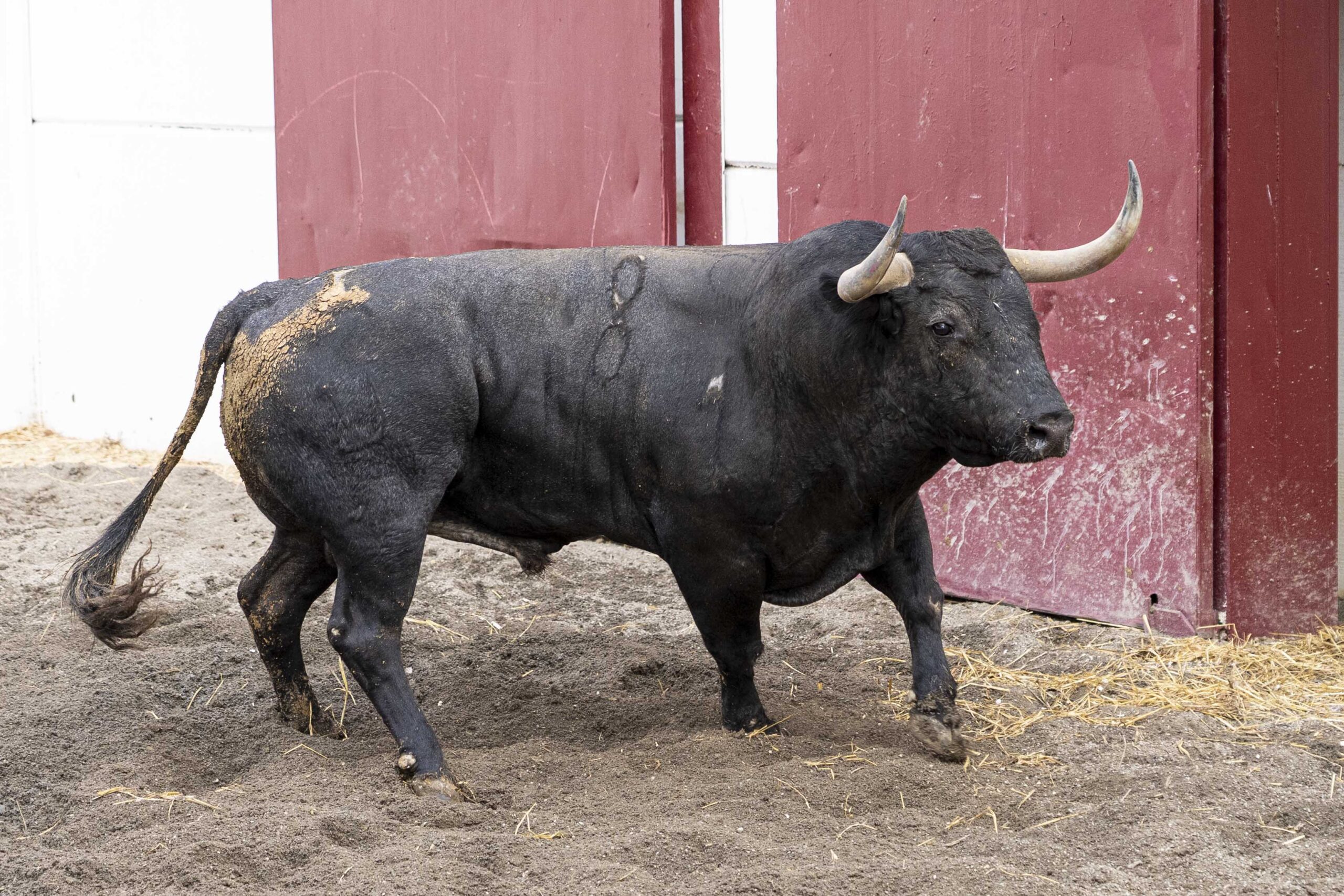 De ‘Garrochista’ a ‘Bárbaro’ los seis toros del regreso de Victorino Martín a la Malagueta