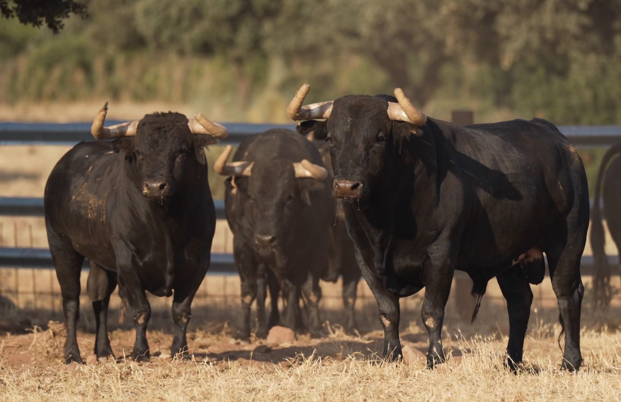 Arauz de Robles prepara una corrida de gran trapío para la despedida de Víctor Puerto en Ciudad Real (Vídeo)