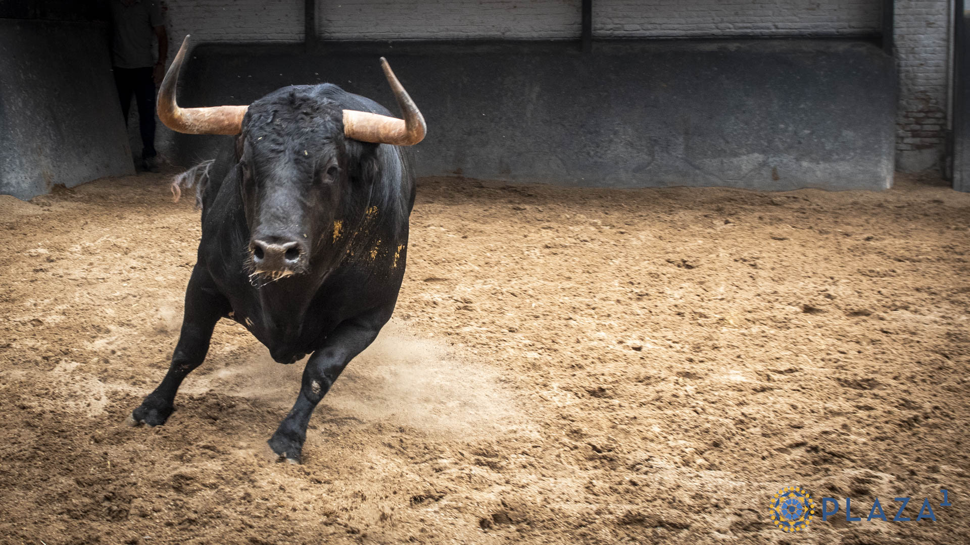 'Carpintero', de Araúz de Robles, para la confirmación de Antonio Puerta en Las Ventas