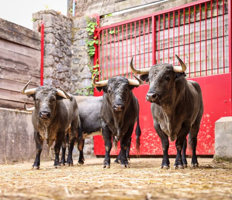 Toros de Ana Romero en los corrales de Azpeitia