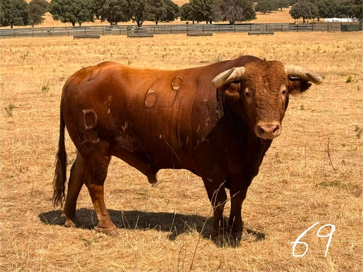 Así luce en el campo la corrida de Alcurrucén para Talavante, Emilio de Justo y Manuel Caballero en Tarazona (Fotos)