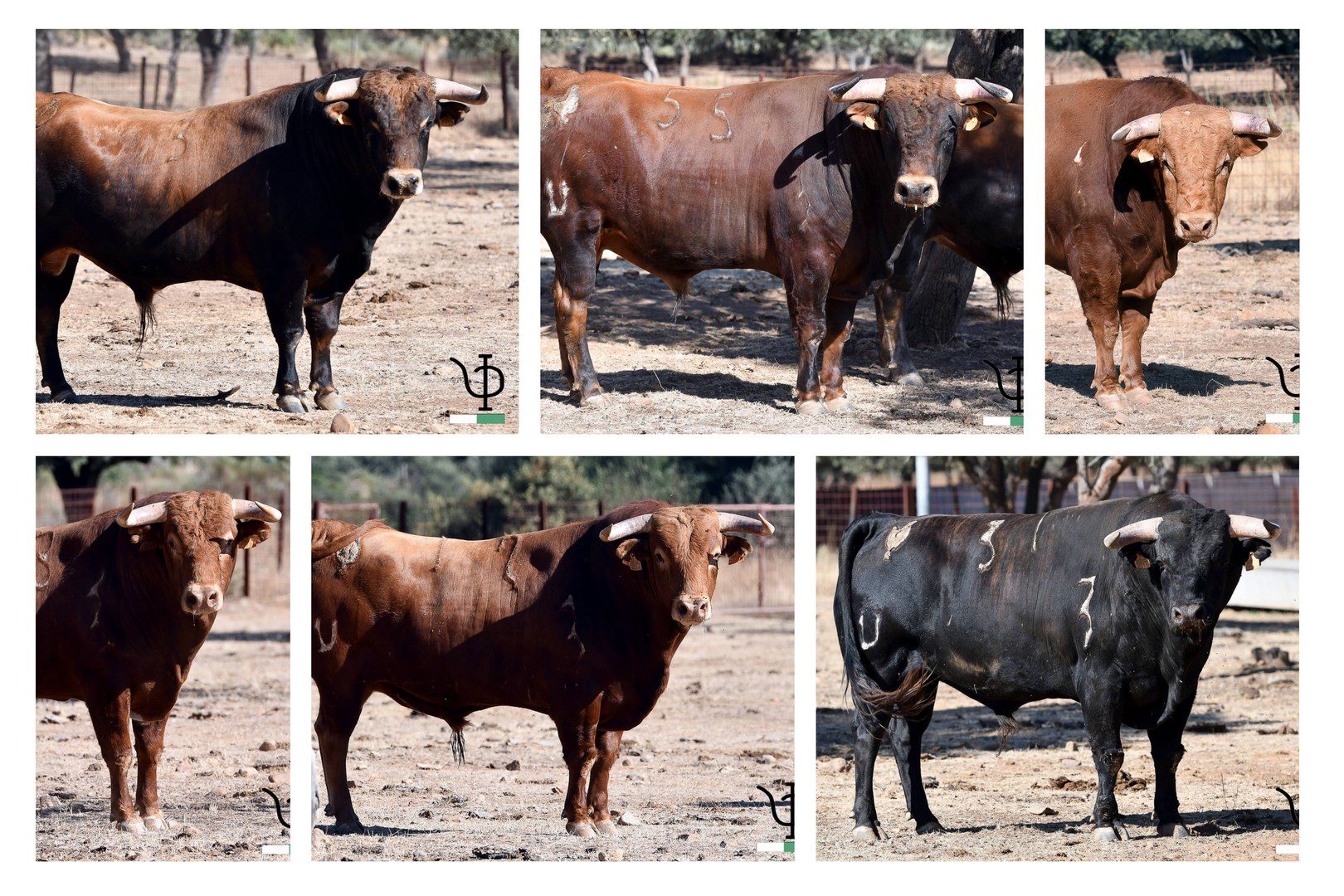 Así luce en el campo la novillada de Pedraza de Yeltes para el Alfarero de Oro (Fotos)