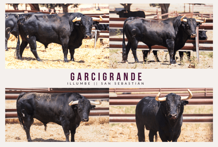 Así son los toros de Garcigrande para Morante y Manzanares en Illumbe (Vídeo e imágenes desde el campo)
