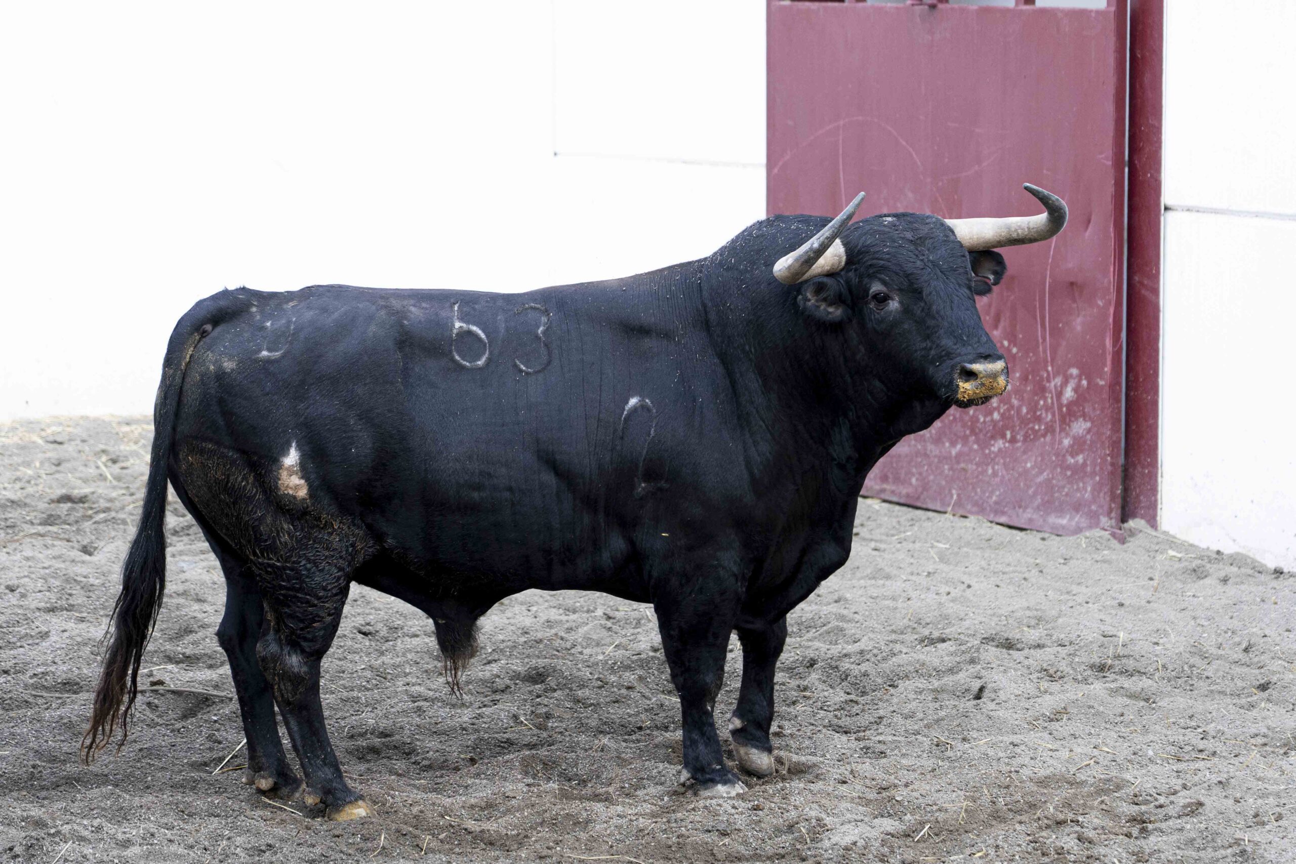 Tres toros de Torrealta , uno de Núñez del Cuvillo y dos de Garcigrande cierran Málaga esta tarde
