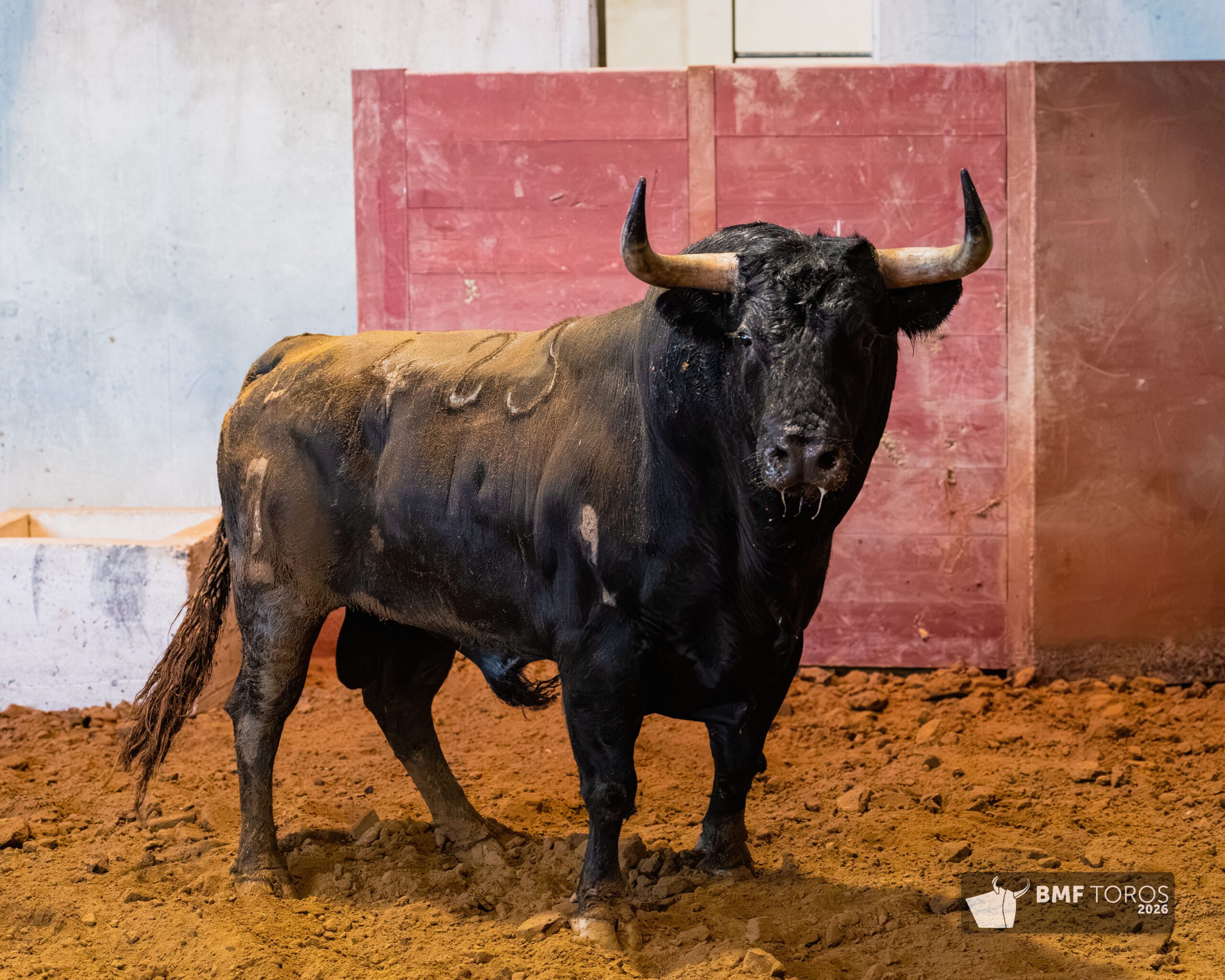Toros de Zalduendo en Illumbe