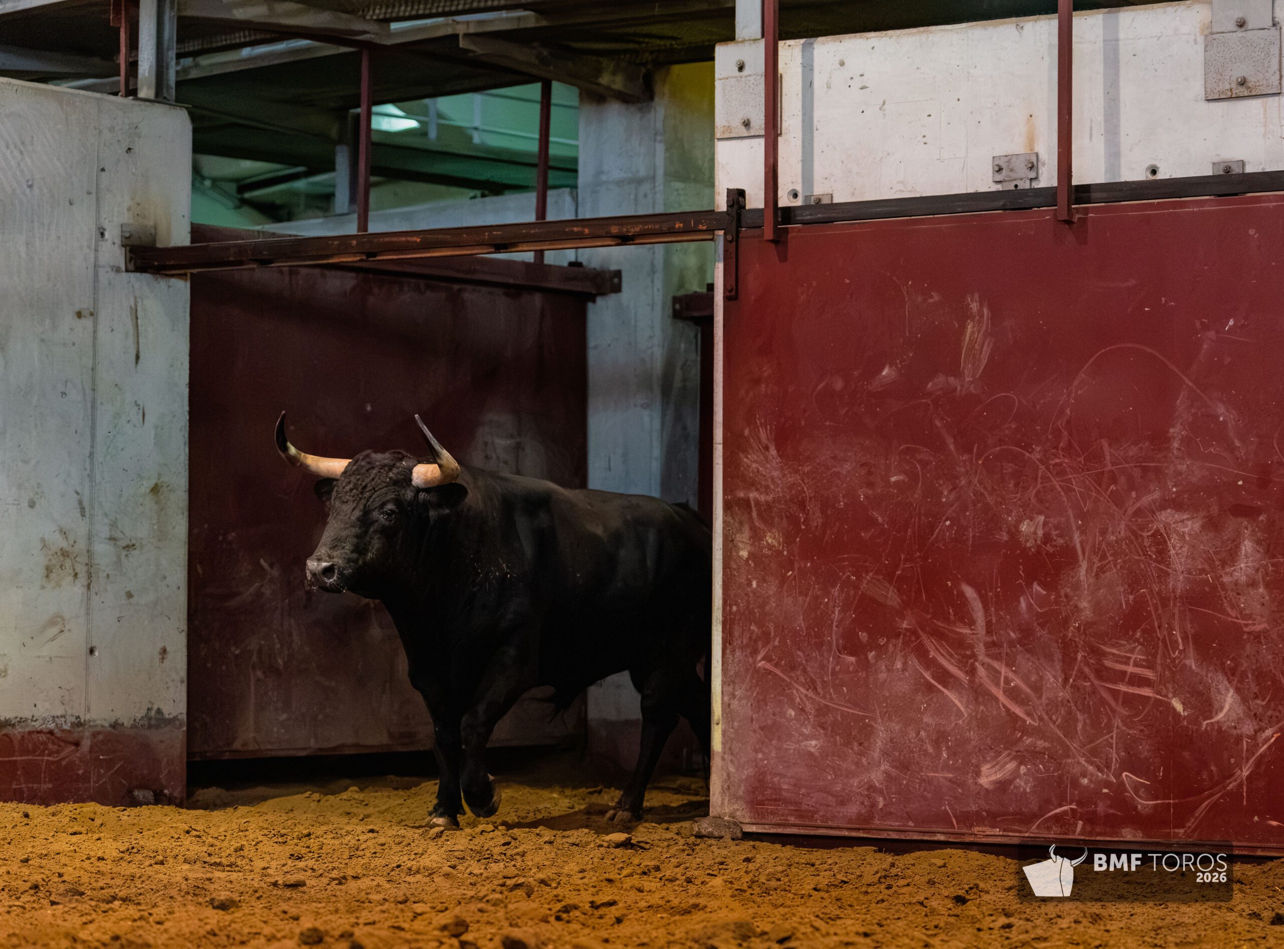 Toros de Zalduendo en Illumbe