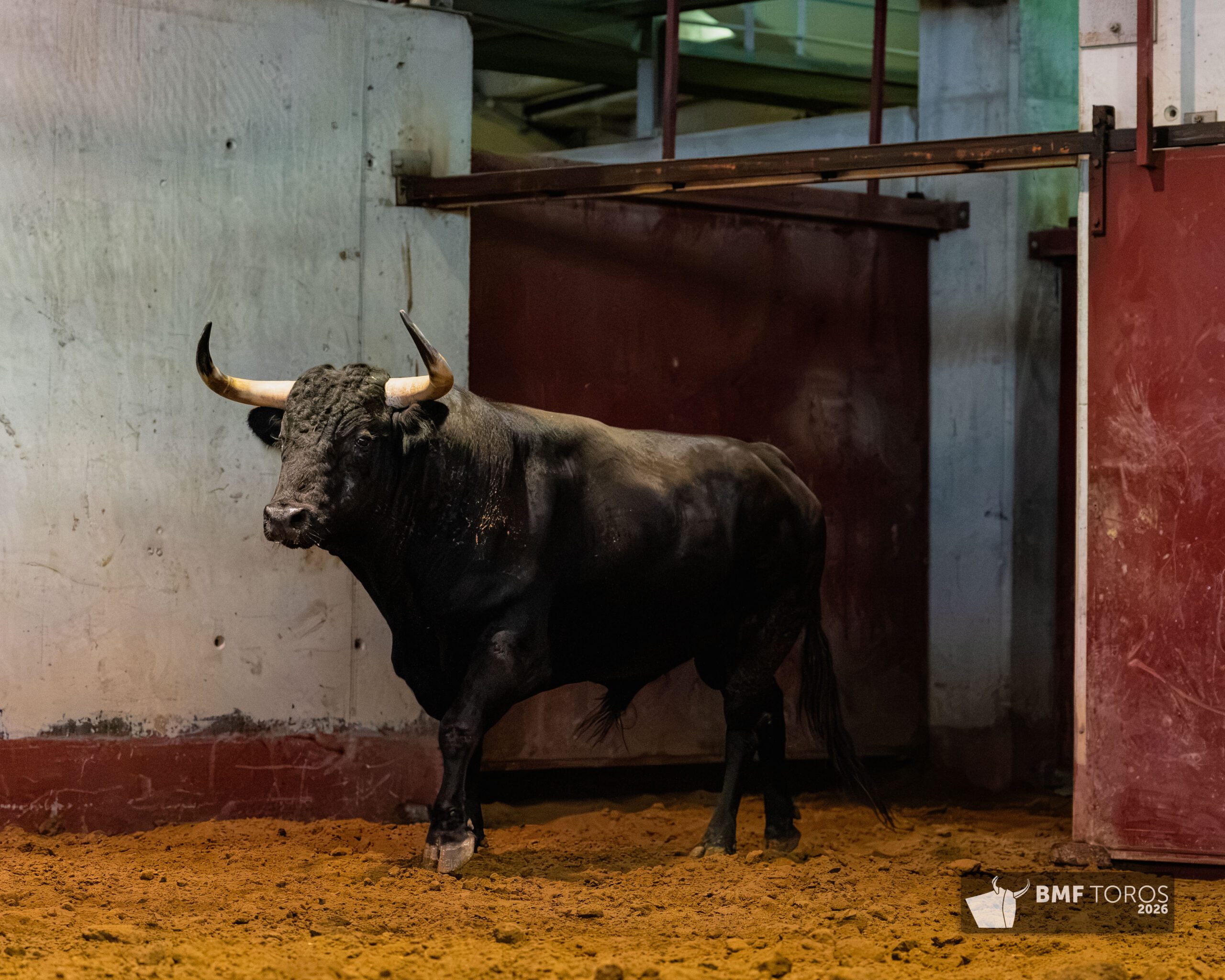 Toros de Zalduendo en Illumbe