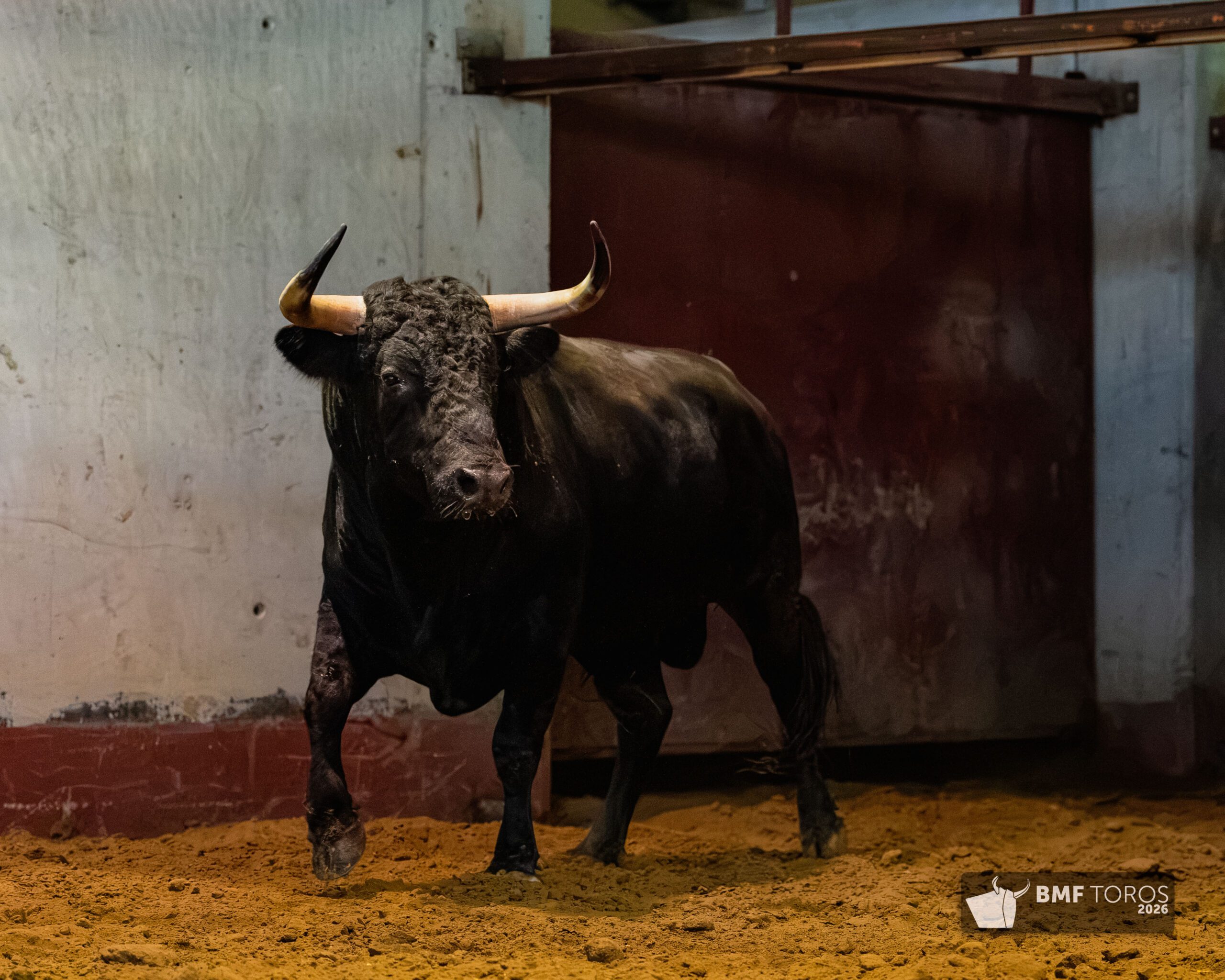 Toros de Zalduendo en Illumbe
