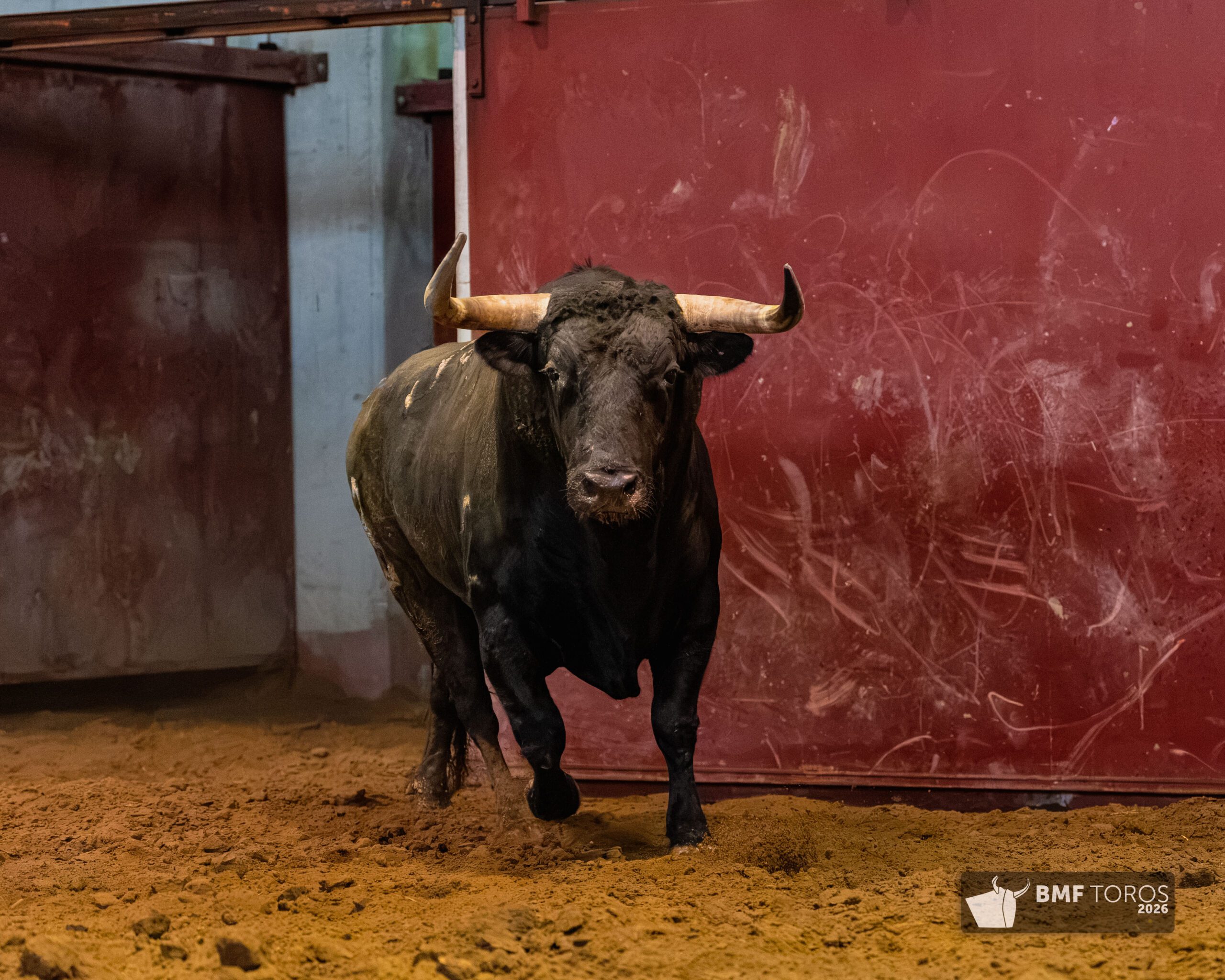 Toros de Zalduendo en Illumbe