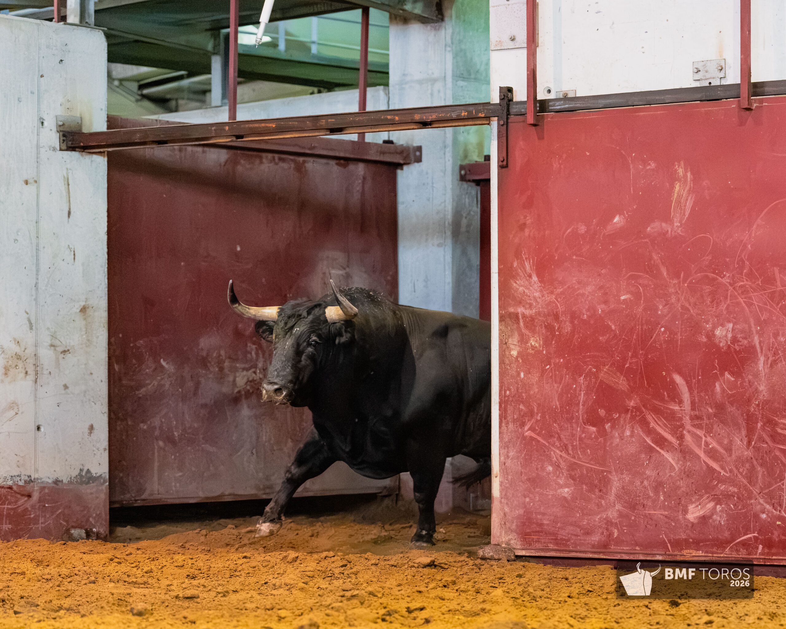 Toros de Zalduendo en Illumbe