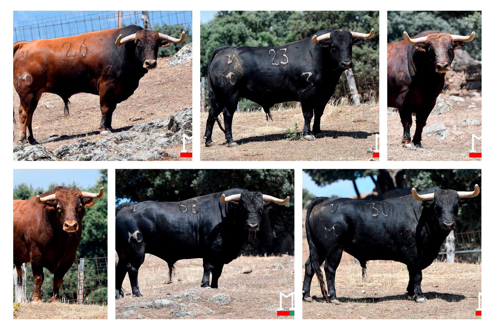 Así lucen en el campo los novillos de Montealto para el Alfarero de Oro de Villaseca (Fotos)