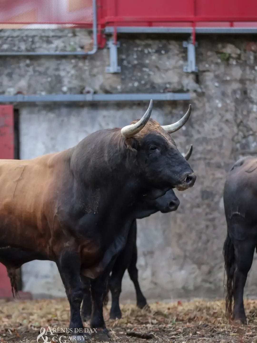 Toros de El Freixo en los corrales de Dax