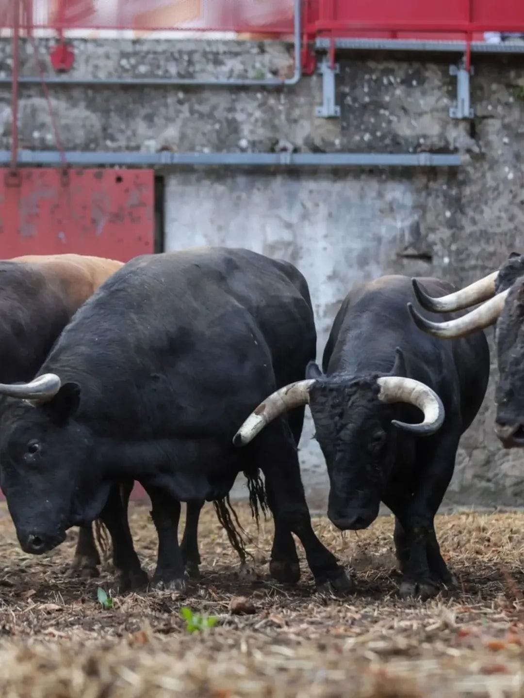 Toros de El Freixo en los corrales de Dax