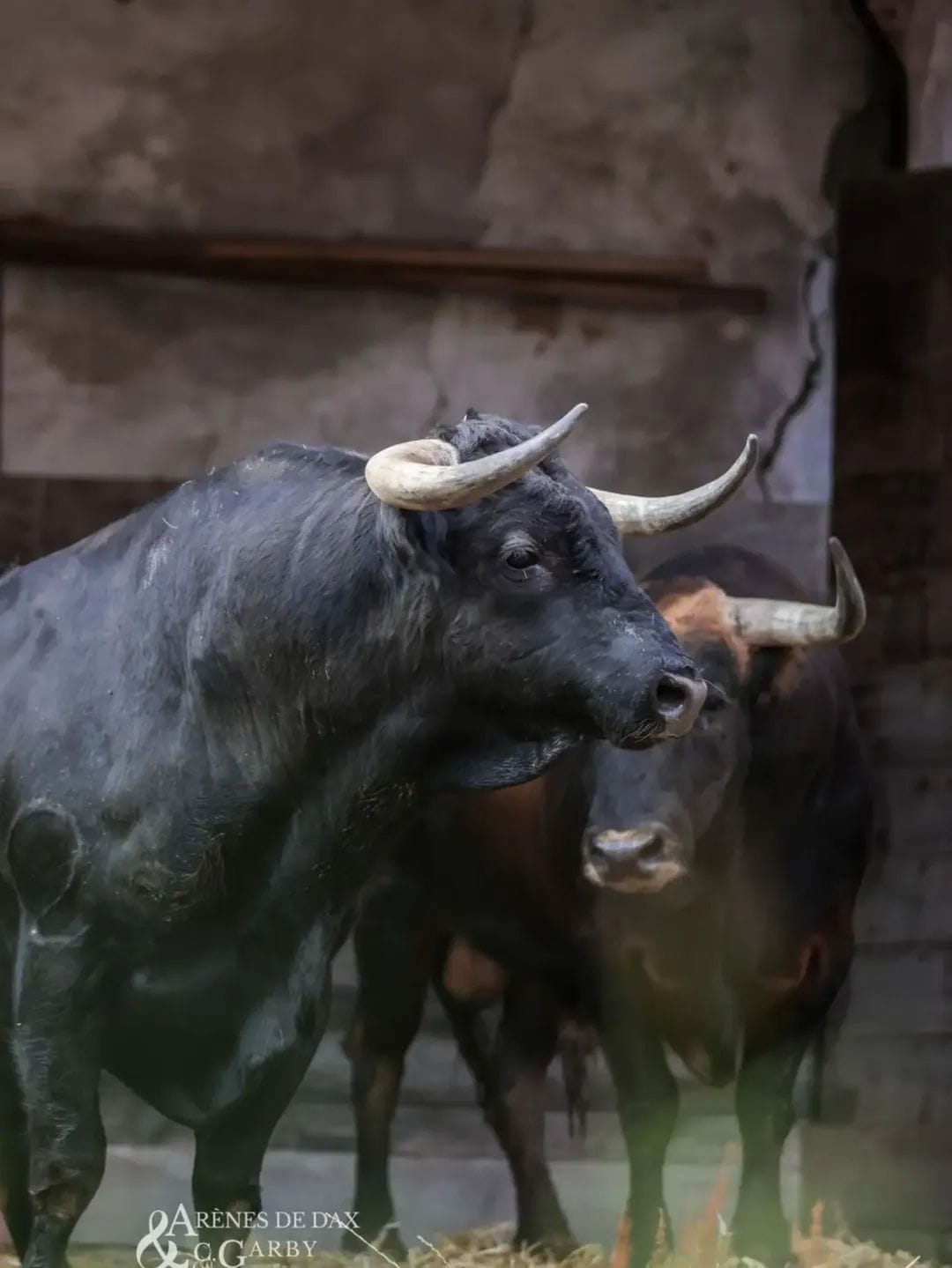 Toros de El Freixo en los corrales de Dax
