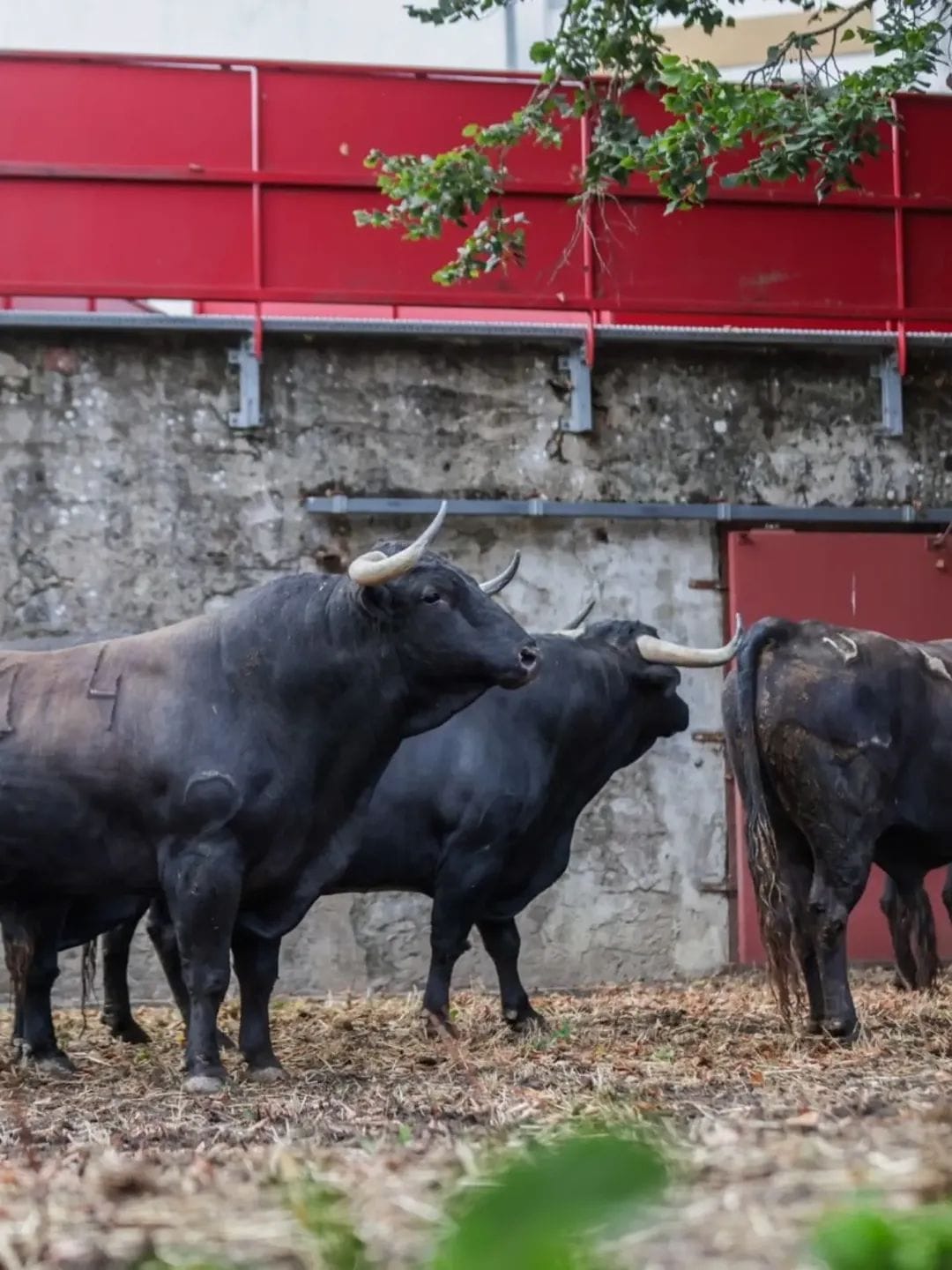 Toros de El Freixo en los corrales de Dax