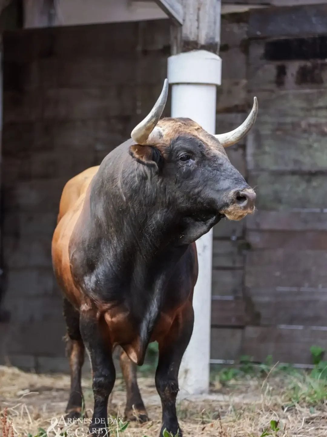 Toros de El Freixo en los corrales de Dax