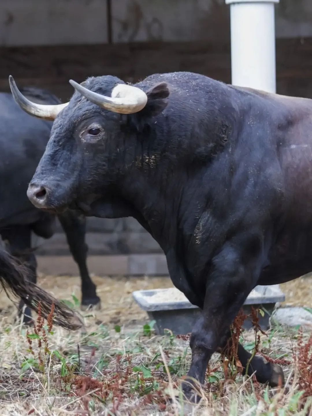 Toros de El Freixo en los corrales de Dax