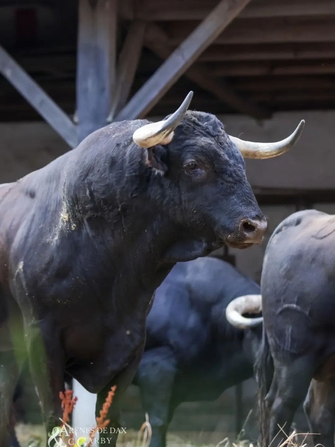 Toros de El Freixo en los corrales de Dax