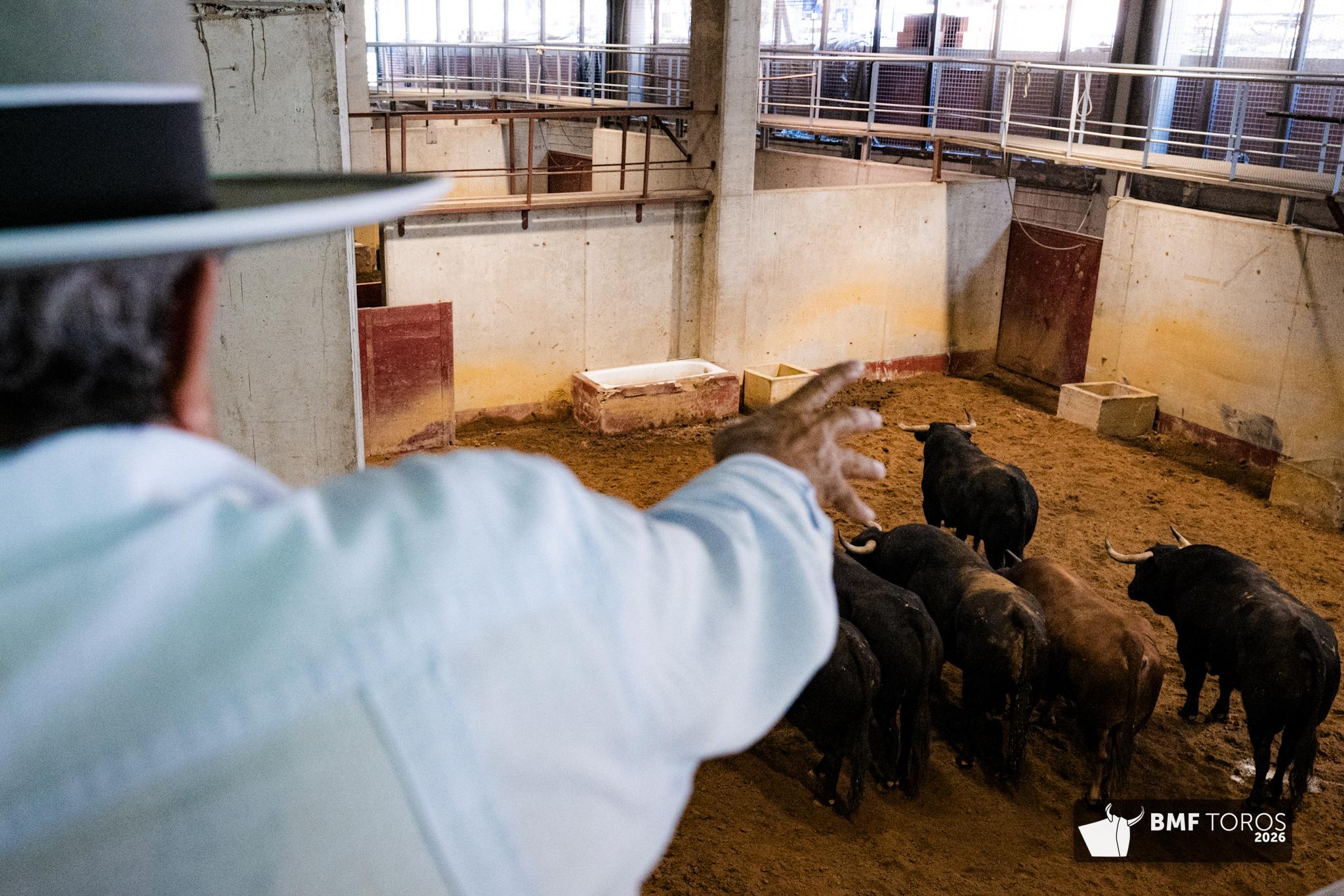 Toros de Zalduendo en Illumbe