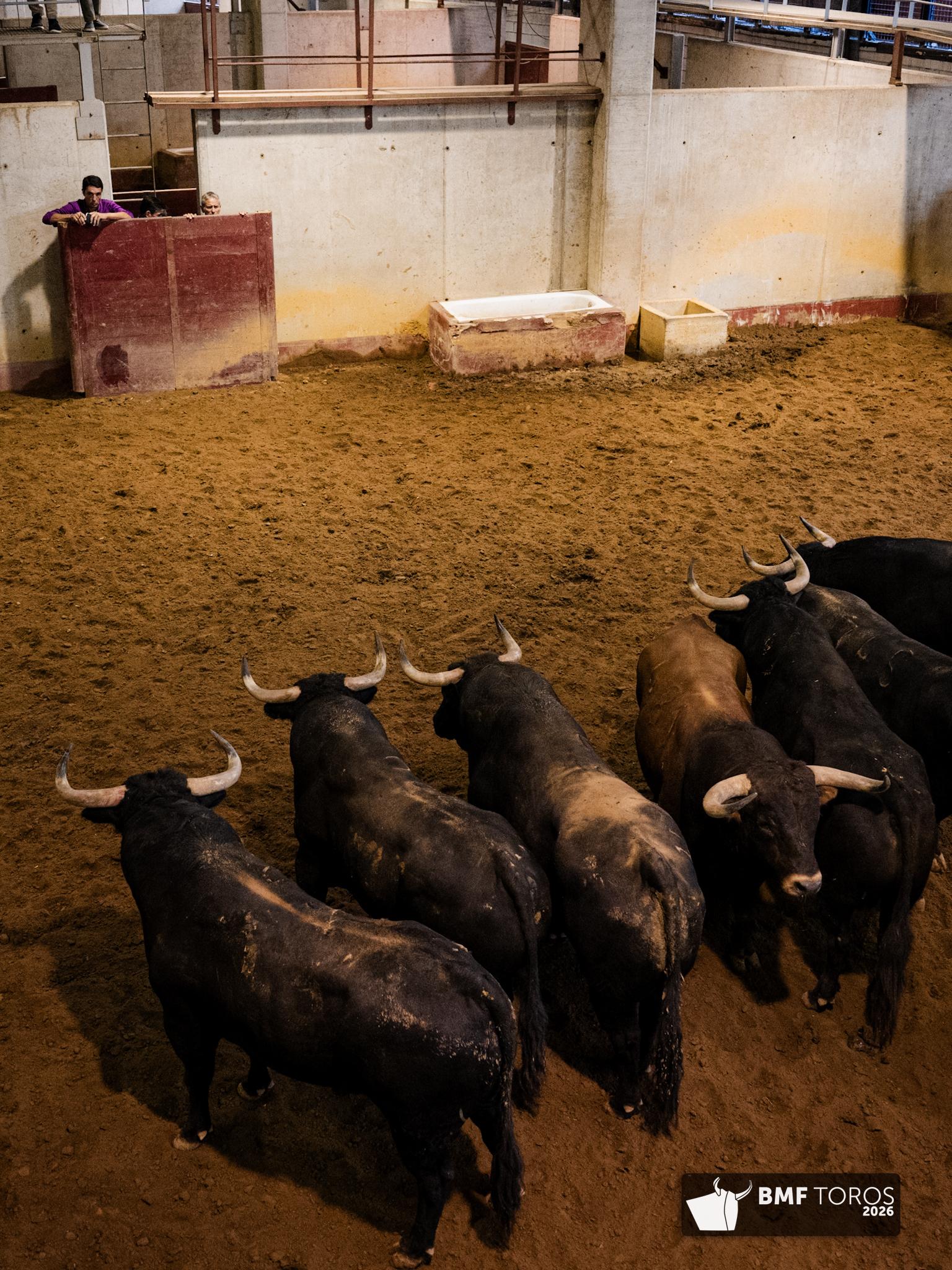 Toros de Zalduendo en Illumbe