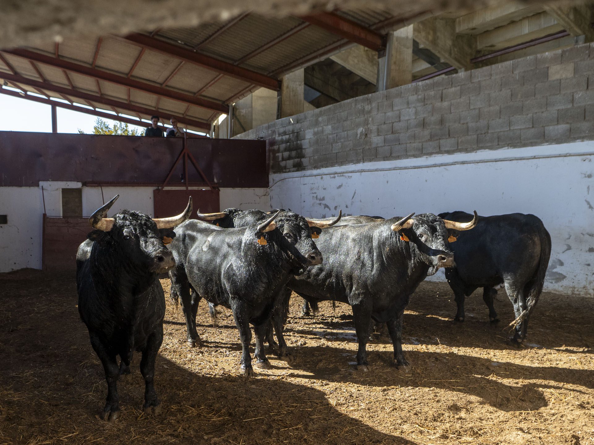 'Calderillo' de El Capea abre la feria de San Antolín en Palencia