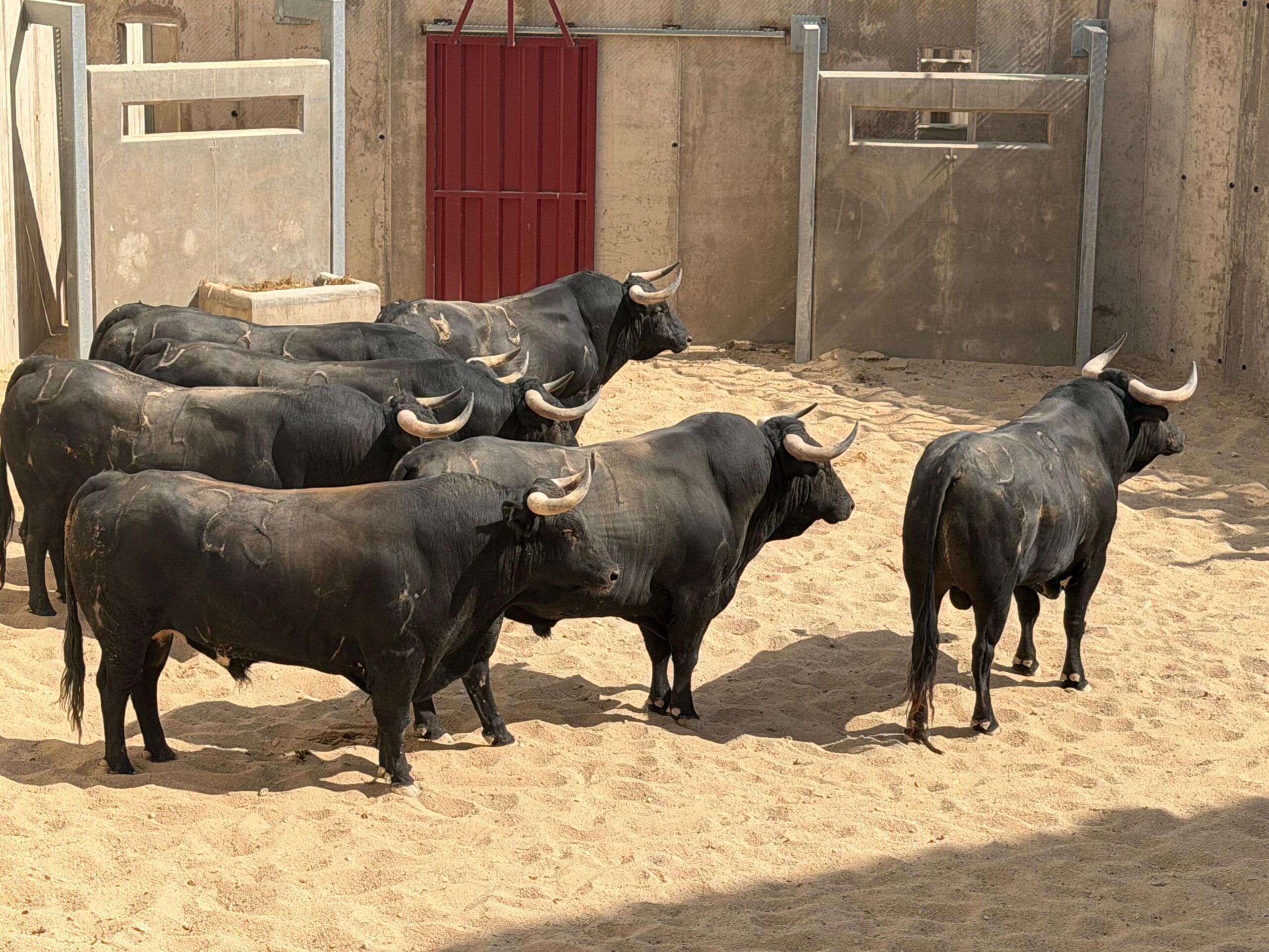 'Vizconde' de Araúz de Robles abre la despedida de los ruedos de Víctor Puerto en Ciudad Real