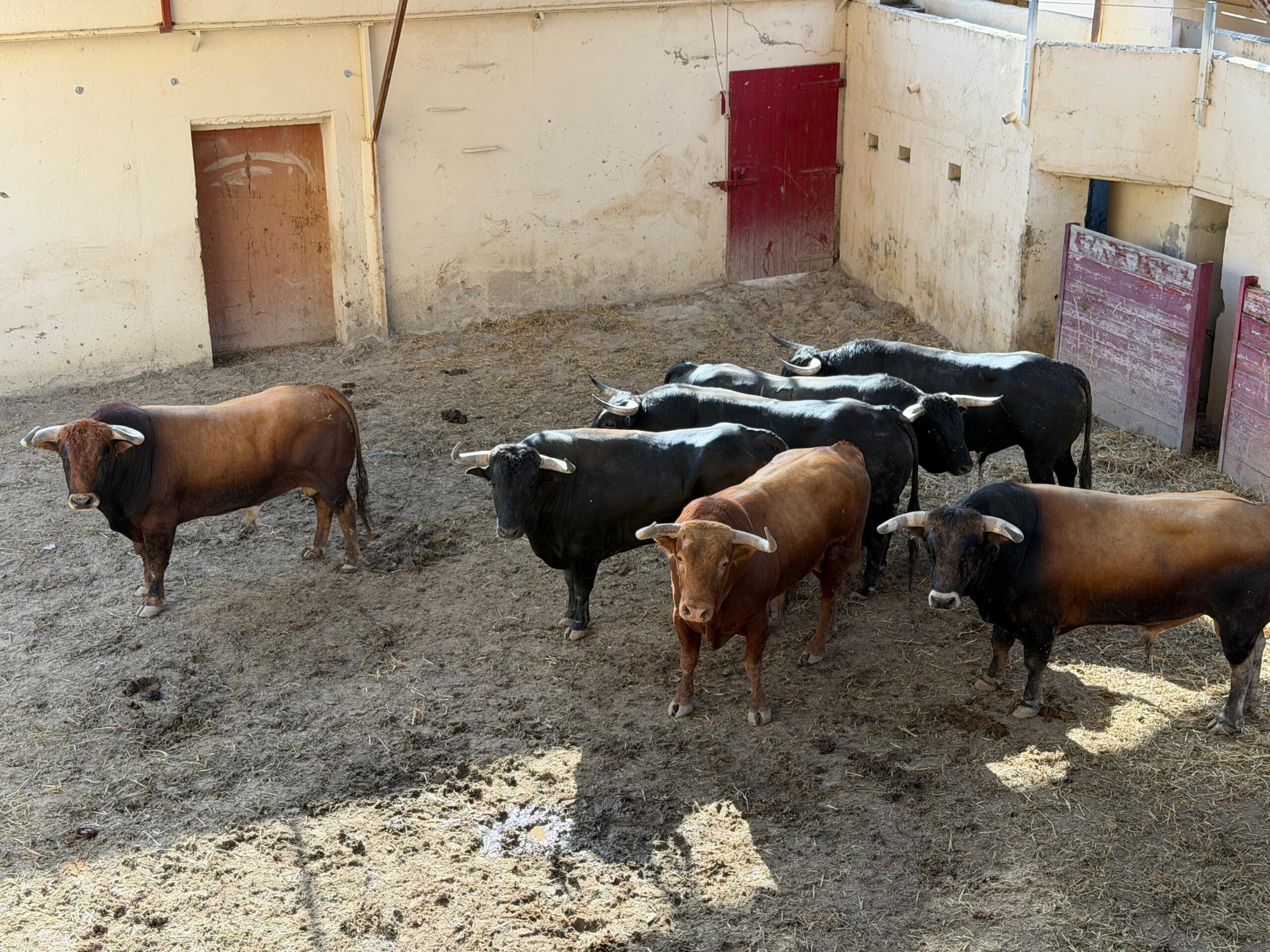 'Jefe' de El Torero abre la corrida del día de San Lorenzo en Huesca