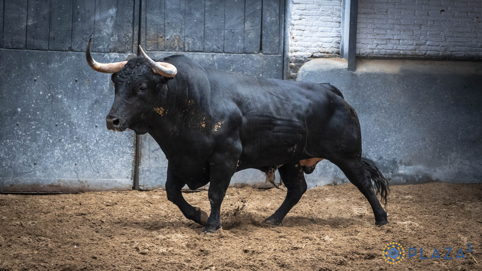 5.º Chistorrón
