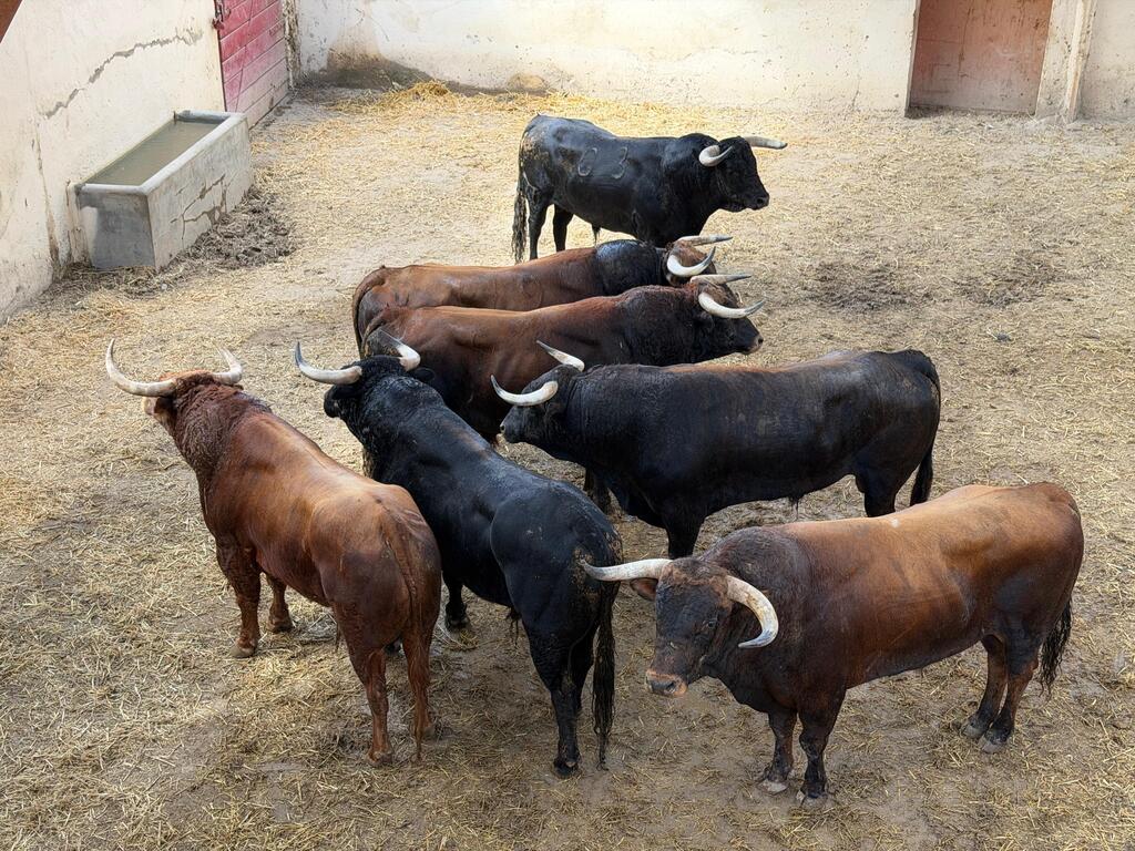 'Potrillo' abre la segunda de la feria de la Albahaca en Huesca