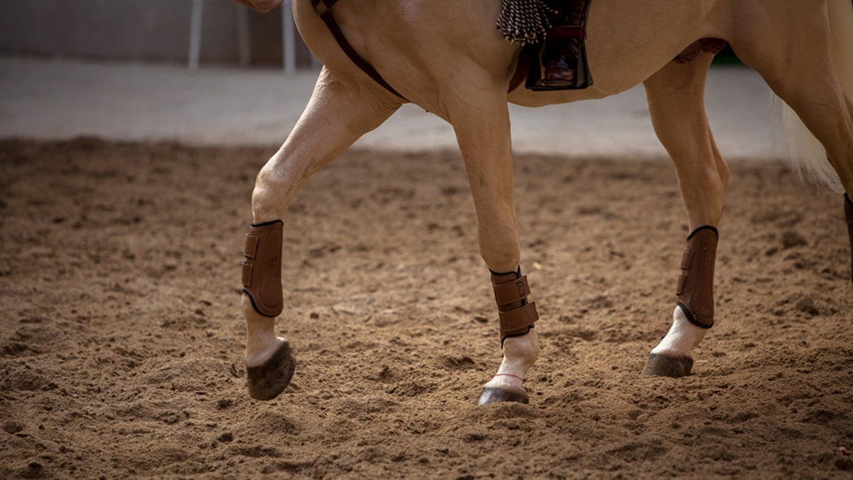 Guijuelo, Villarcayo y Ceclavín marcan el rejoneo con Guillermo Hermoso, Sergio Domínguez y Adrián Venegas
