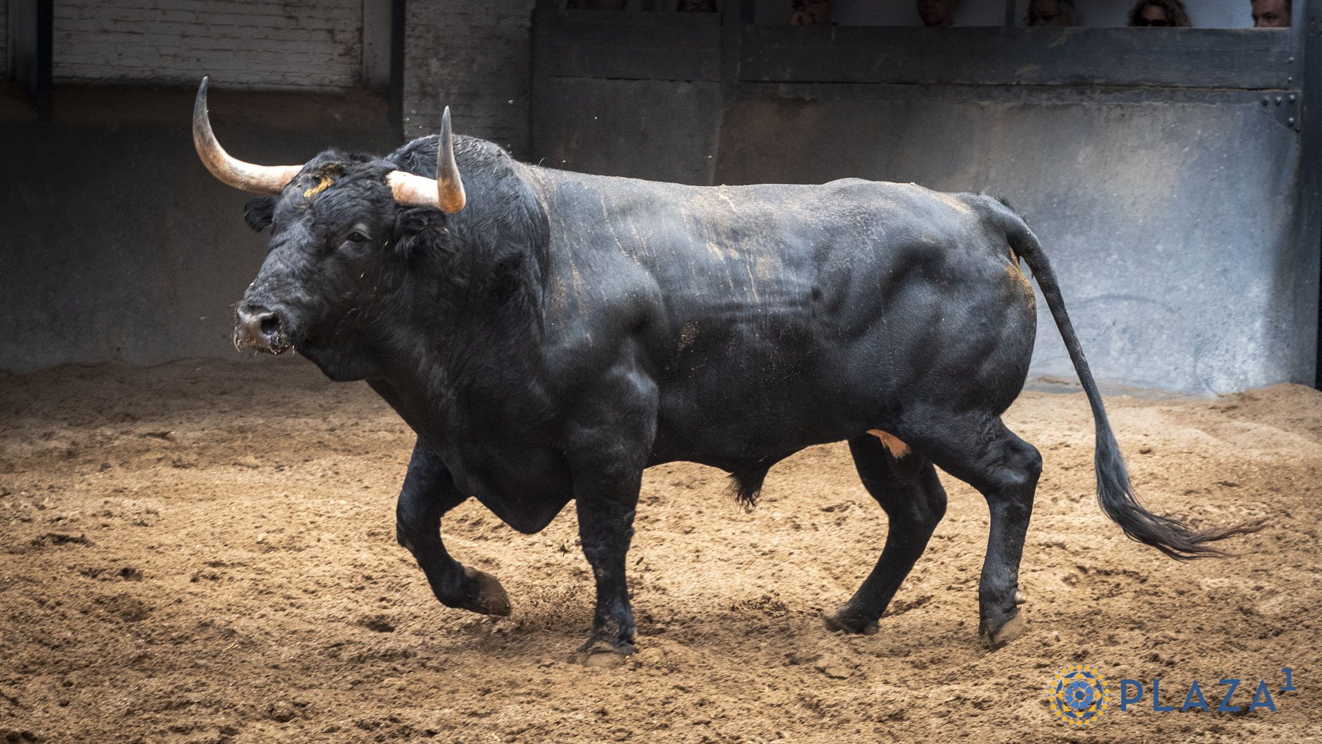 6.º Chistorrón