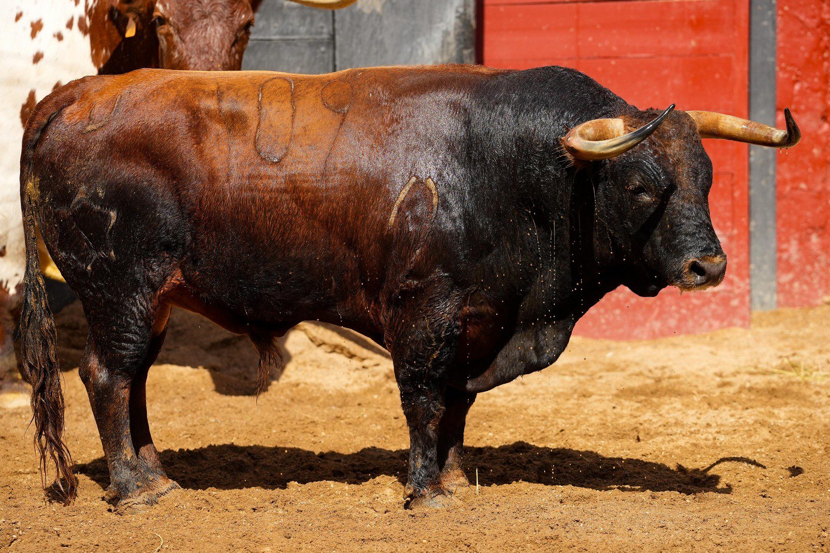 BIRLADOR, segundo toro de Jandilla