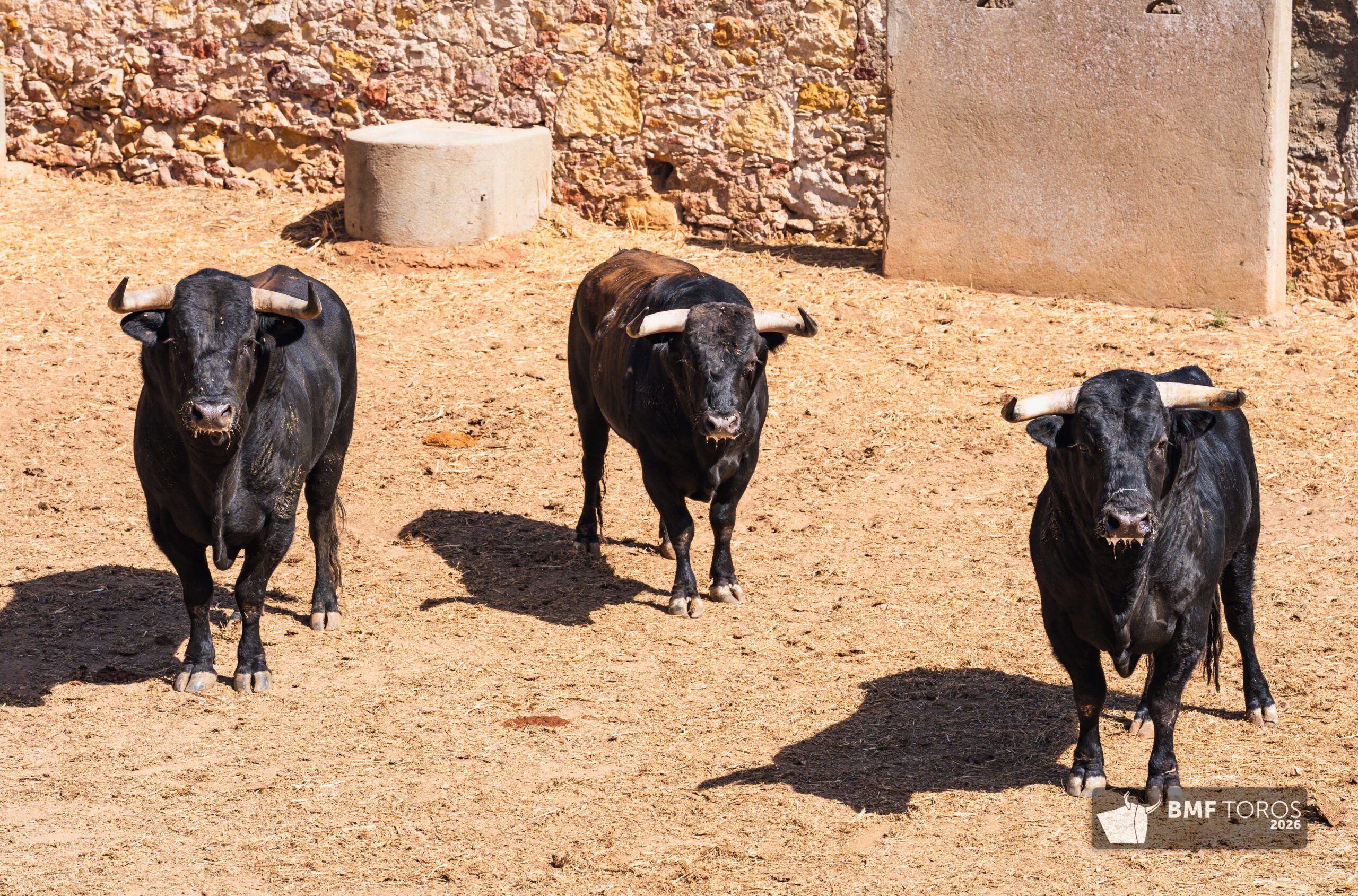 Ambiente en corrales de Salamanca