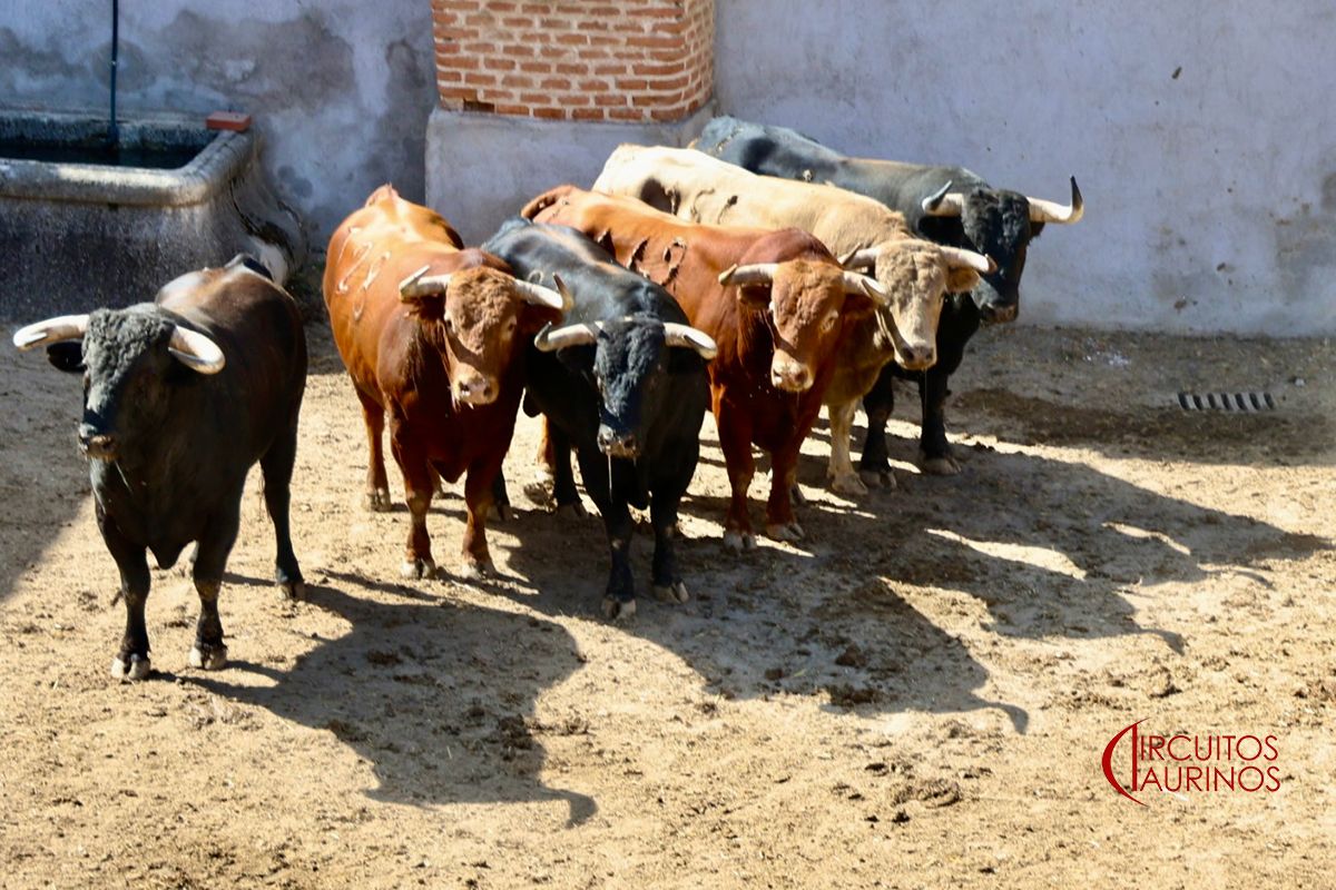 'Violeto' de Núñez del Cuvillo abre la goyesca de Aranjuez esta tarde