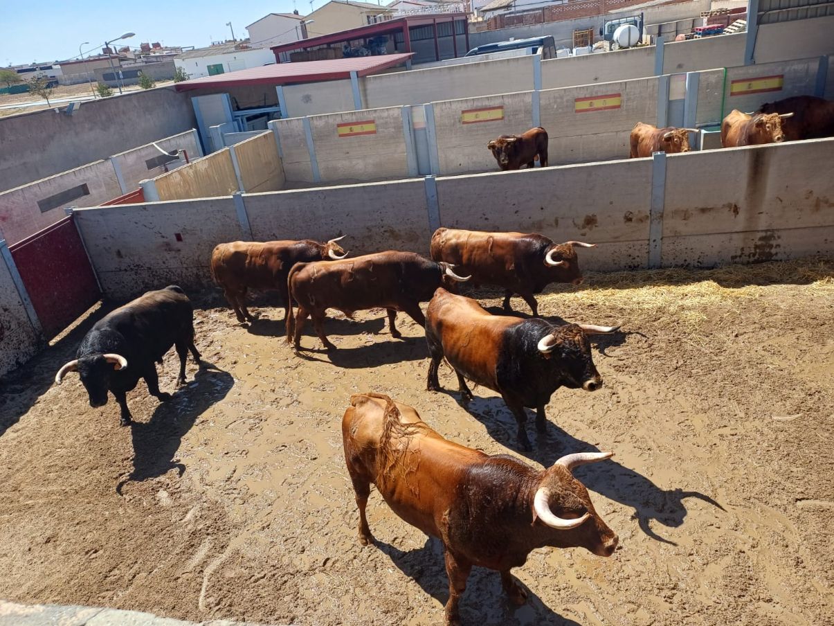 Seis de Pedraza de Yeltes para la segunda del Alfarero de Oro esta tarde en Villaseca de la Sagra
