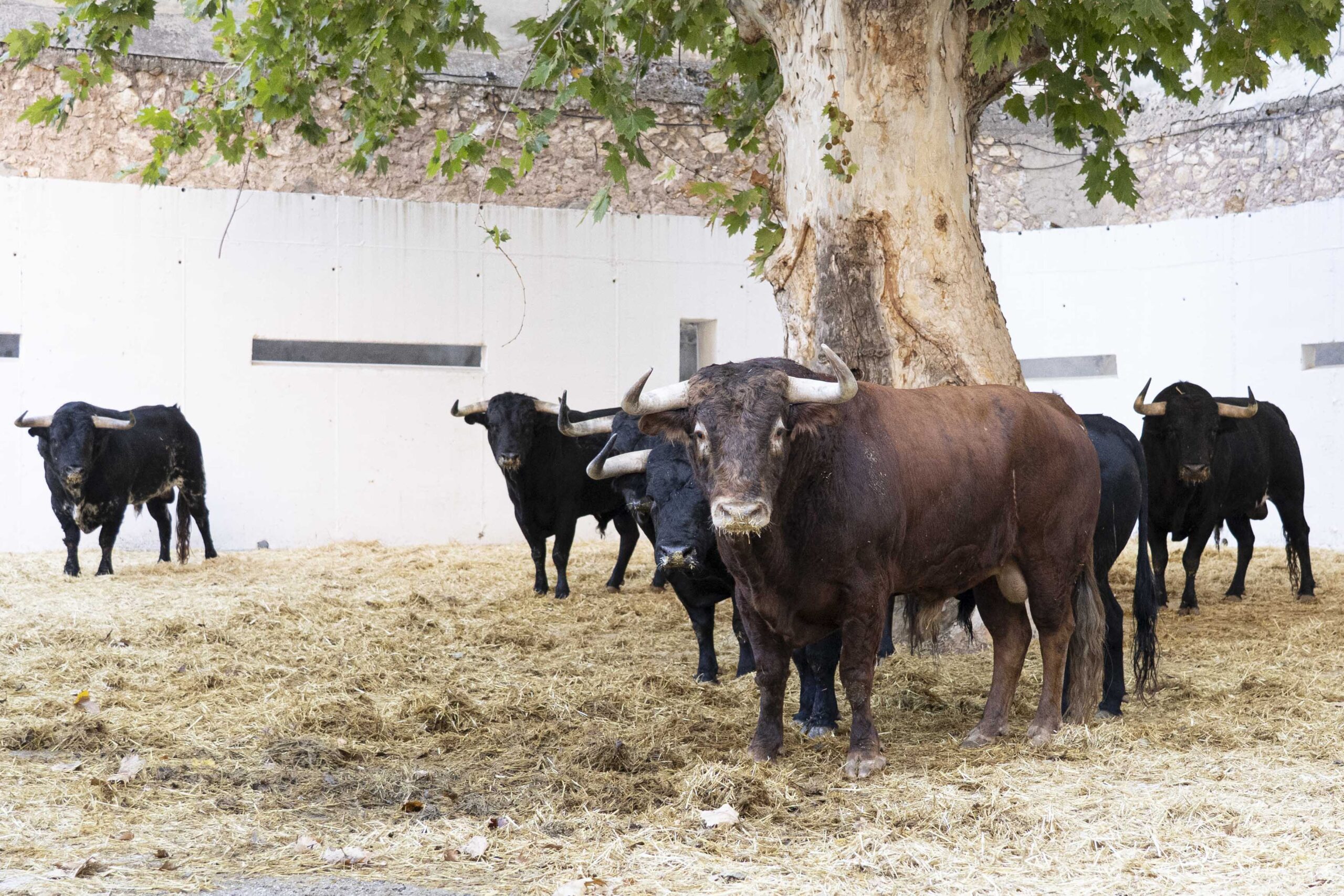 «Soleares» abre el asalto de Ureña y Roca Rey a su cuarta Puerta Grande consecutiva con Victoriano en Murcia