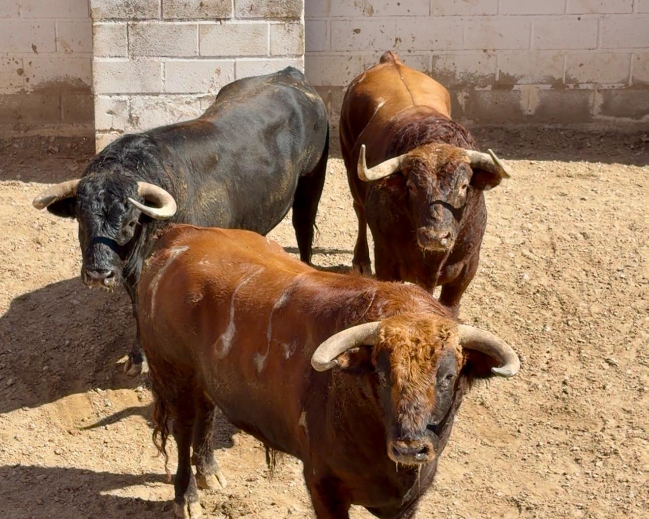 Sorteados los toros de Antonio Bañuelos para esta tarde en Corella por San Miguel