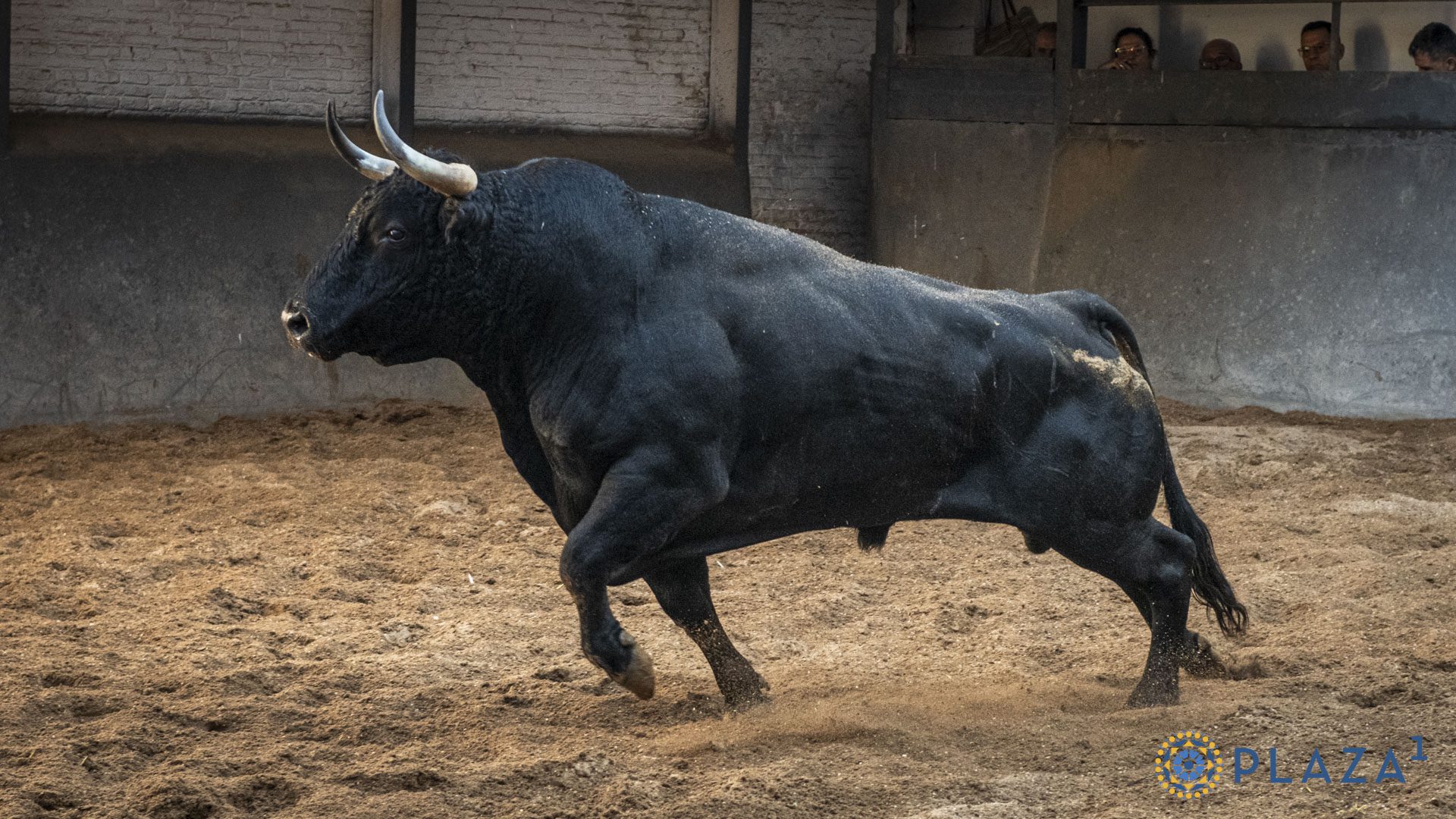 Hechicero, quinto de Valdellán