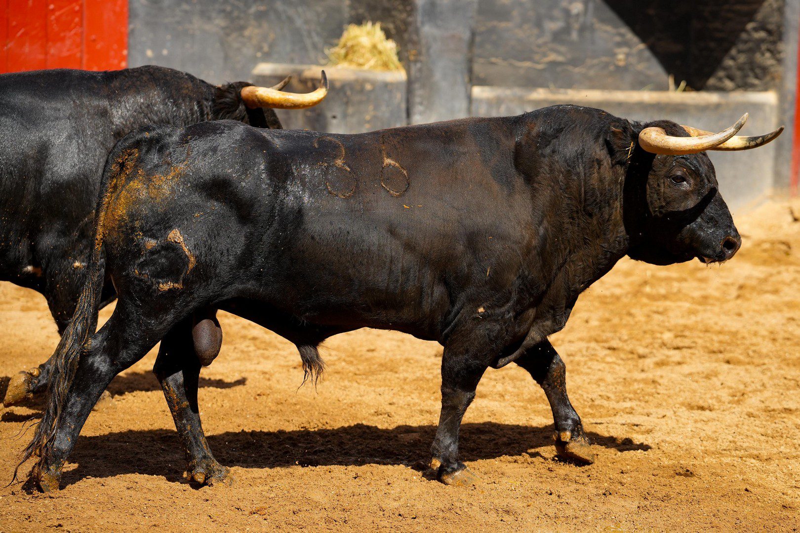 ZURRADOR, cuarto toro de Jandilla