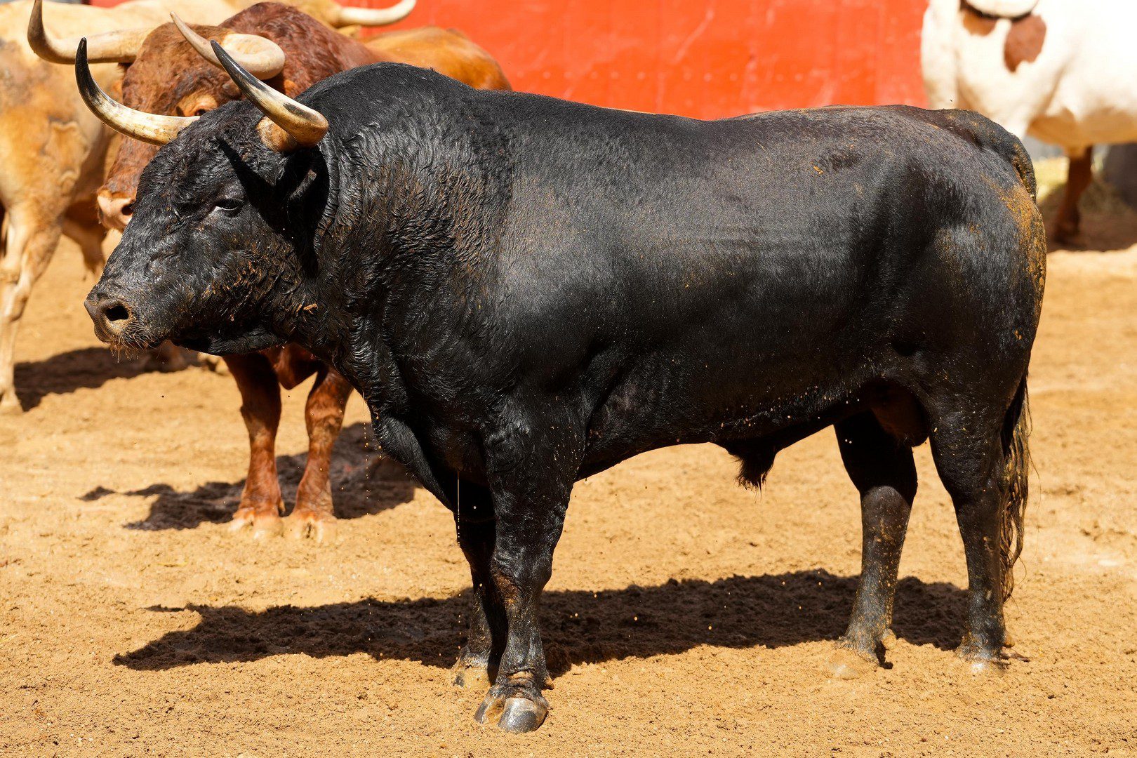 INICIADO, tercer toro de Jandilla