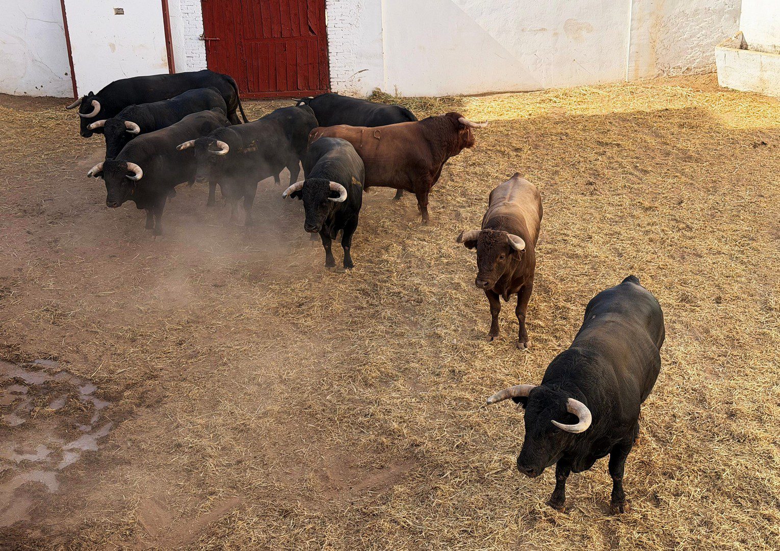 De 'Tasador' a 'Chinchon' los seis de Araúz de Robles para esta tarde en Utiel