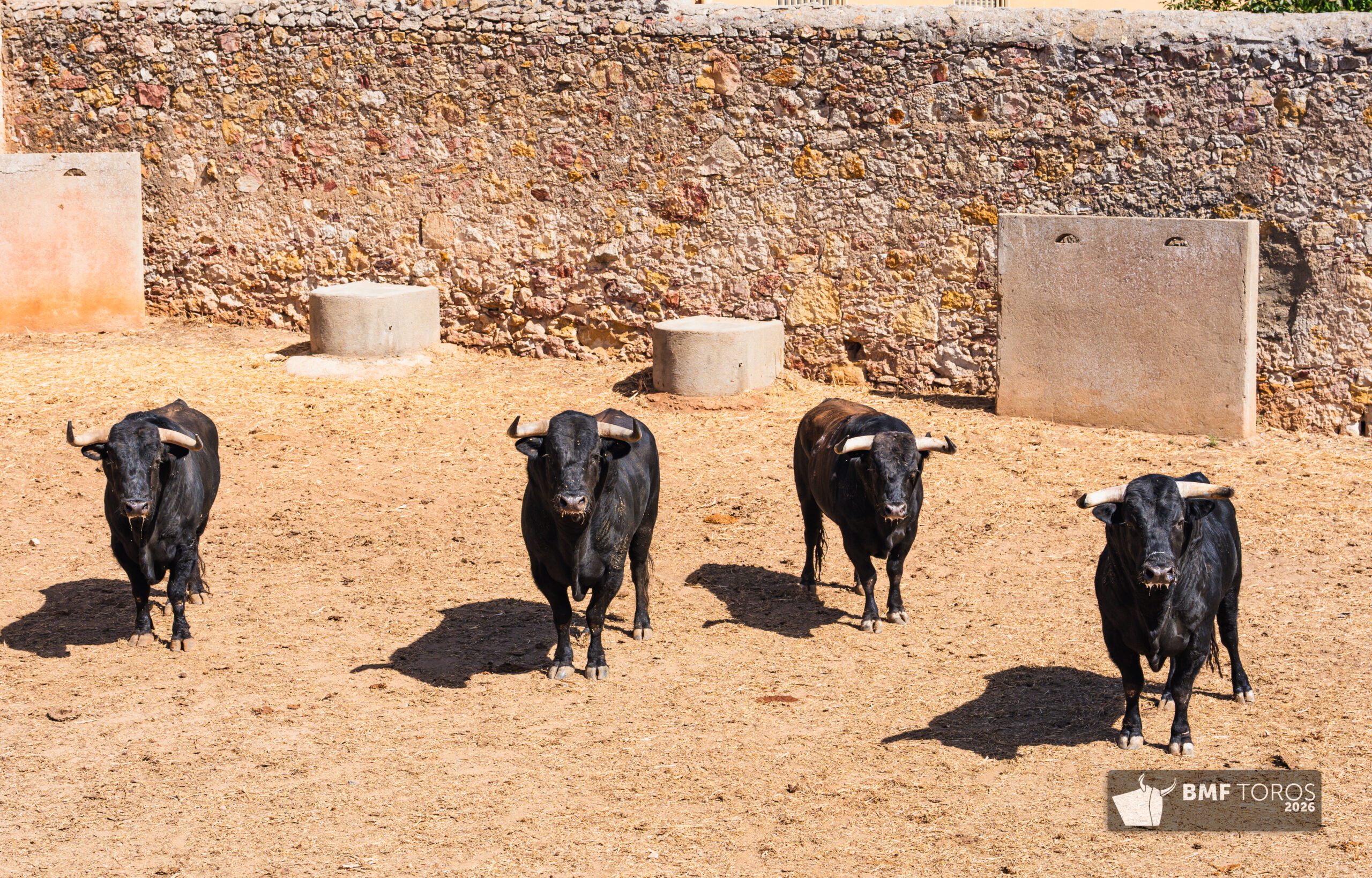 Ambiente en corrales de Salamanca