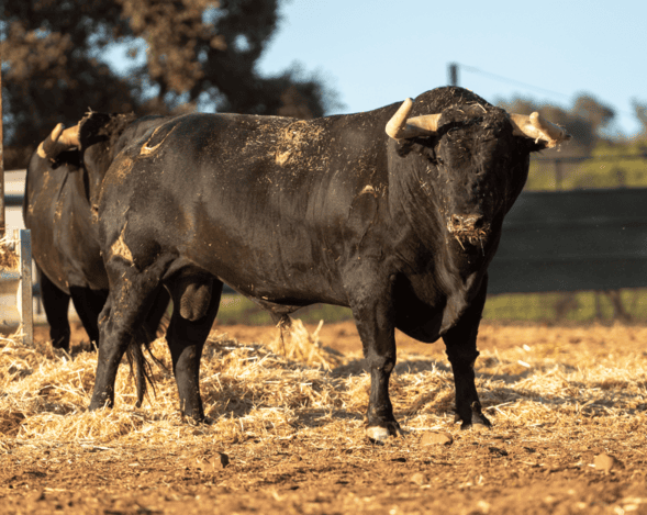 Así luce la corrida de Araúz de Robles para Luque, Emilio de Justo y Navalón en Utiel (Fotos)