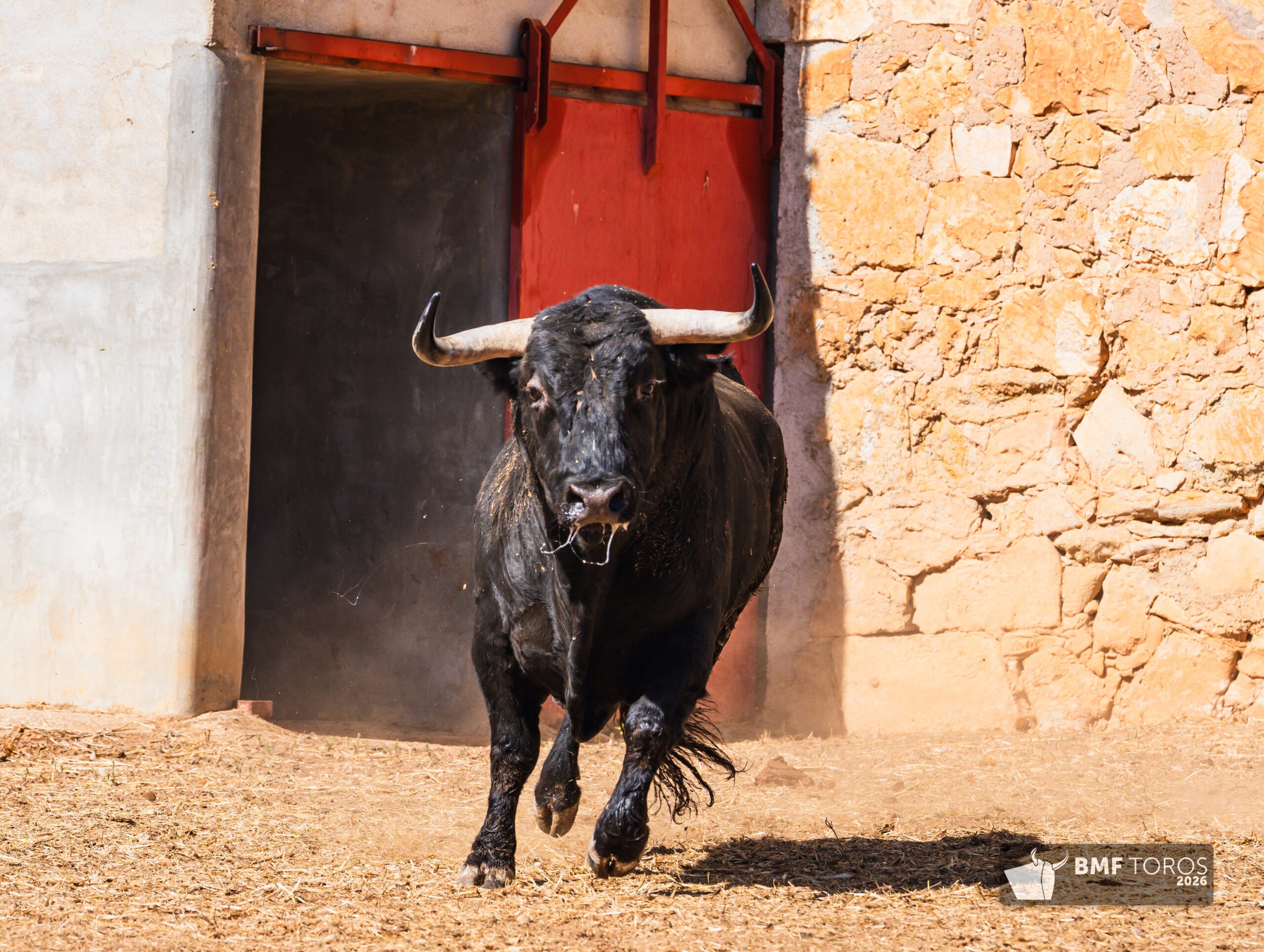 Ambiente en corrales de Salamanca