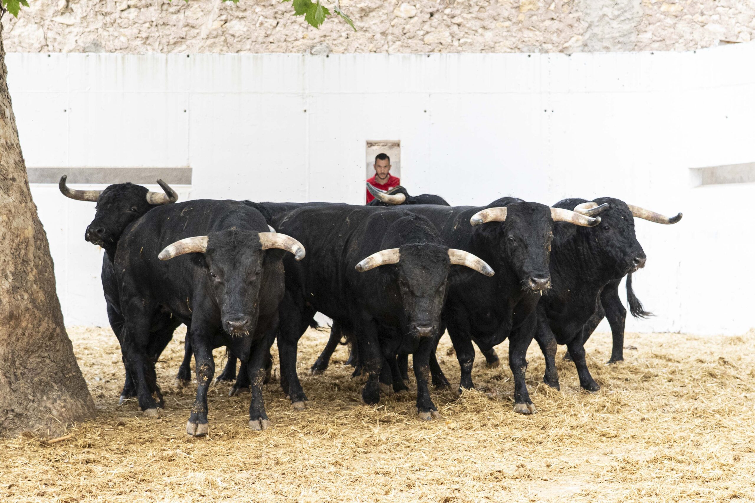 'Malacara' de Los Espartales cierra la feria de Murcia con los rejones
