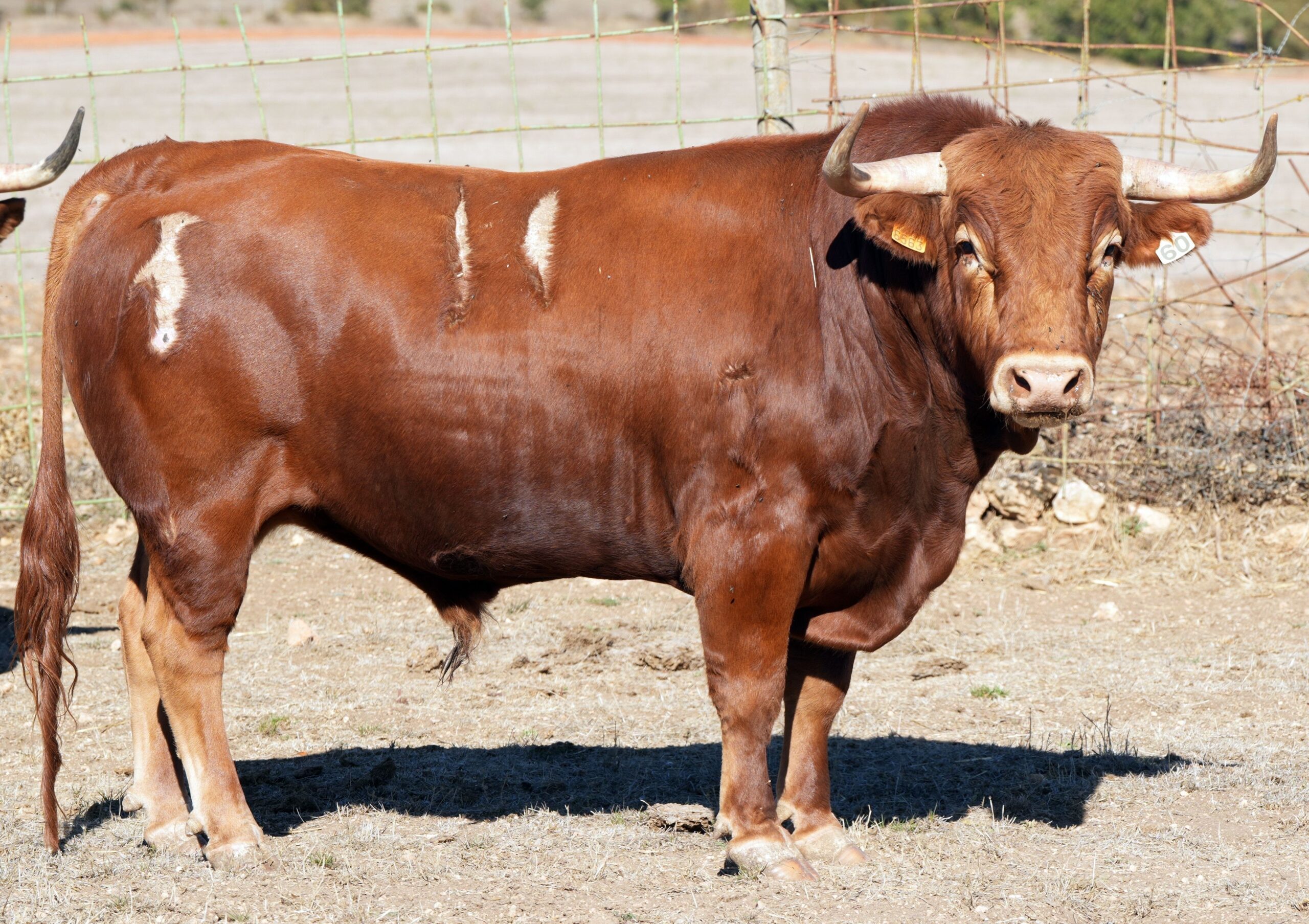 Seriedad de Antonio Bañuelos para el concurso nacional de recortadores de Soria