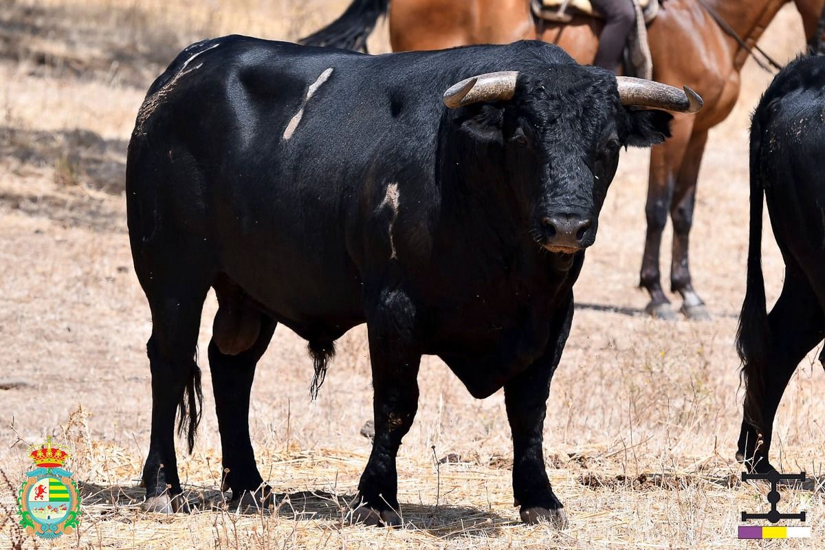 Así lucen los novillos de Cuadri para el Alfarero de Oro de Villaseca de la Sagra (Fotos)