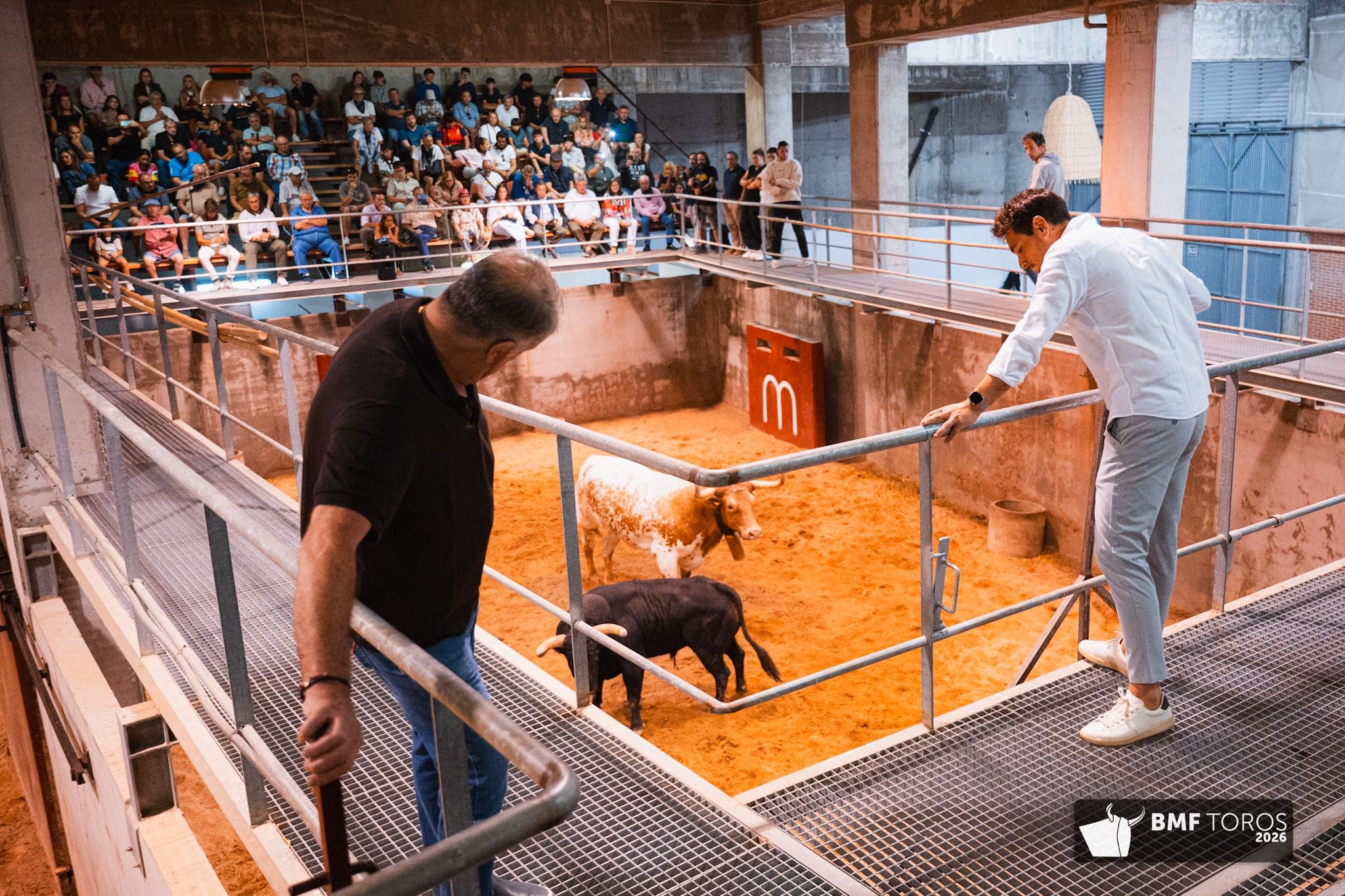 Toros en corrales