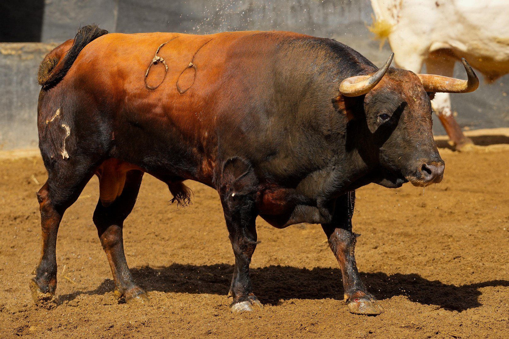 PELEADOR, sexto toro de Jandilla